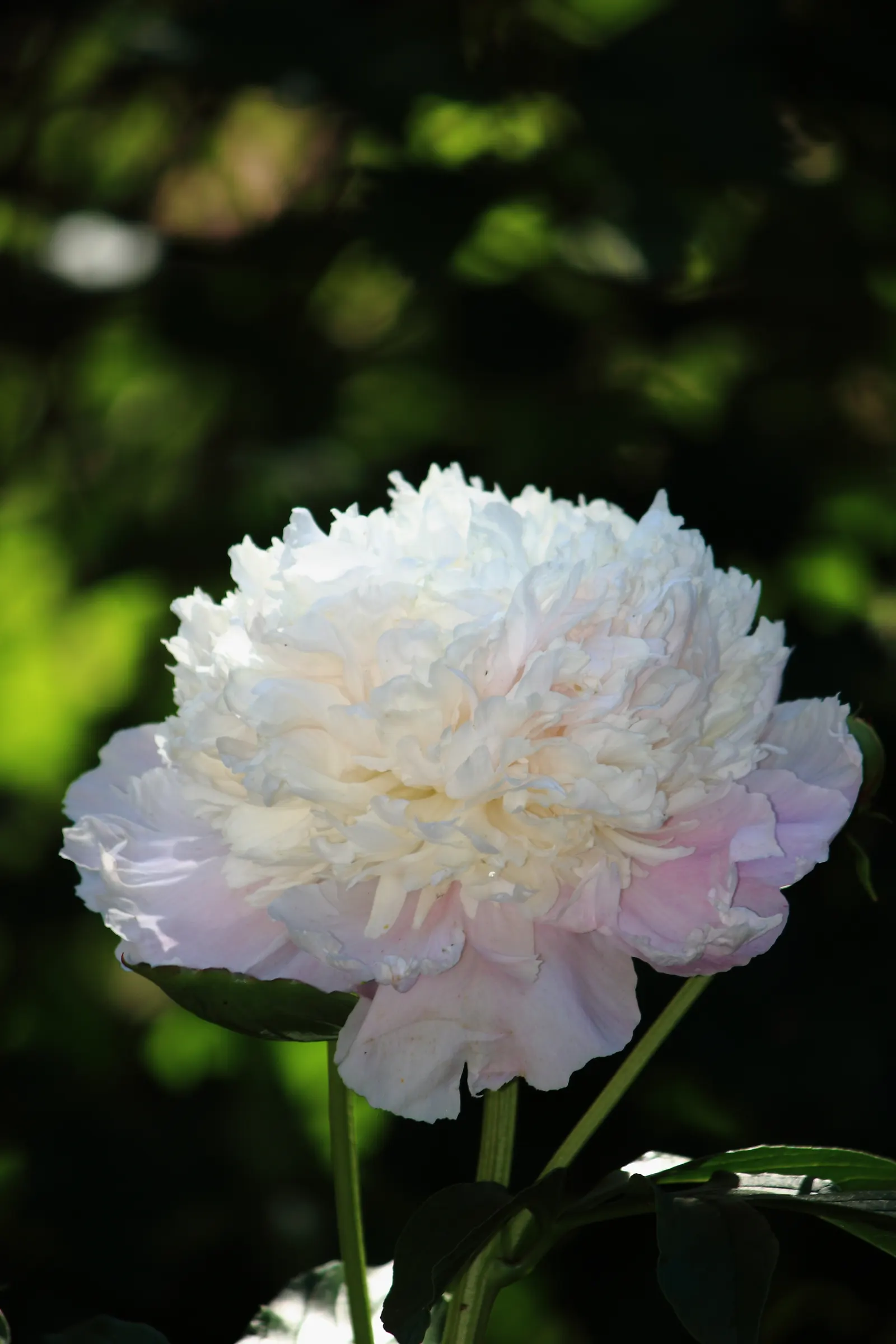 White Peony (Paeonia 'White') — with a spread of 2 to 3 feet as well; white flowers in the garden, image 68
