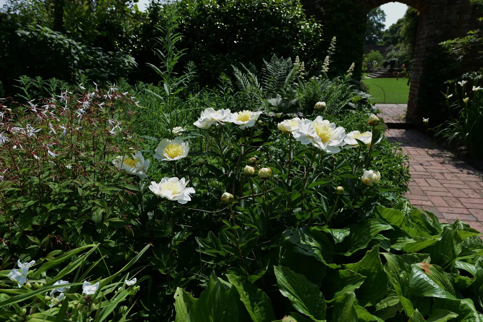 White Peony (Paeonia 'White') — Flowers can reach up to 6-8 inches in diameter and emerge from the plant in late spring to early summer; these, image 65