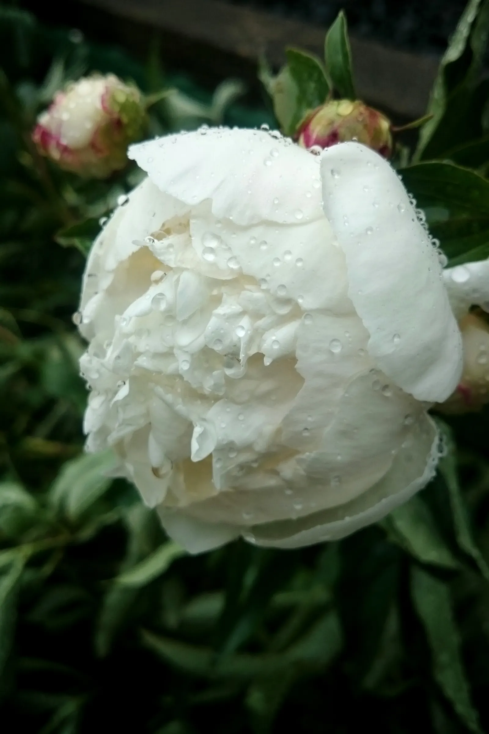 White Peony (Paeonia 'White') — They emit a light, pleasant fragrance that will enhance the sensory experience of your garden