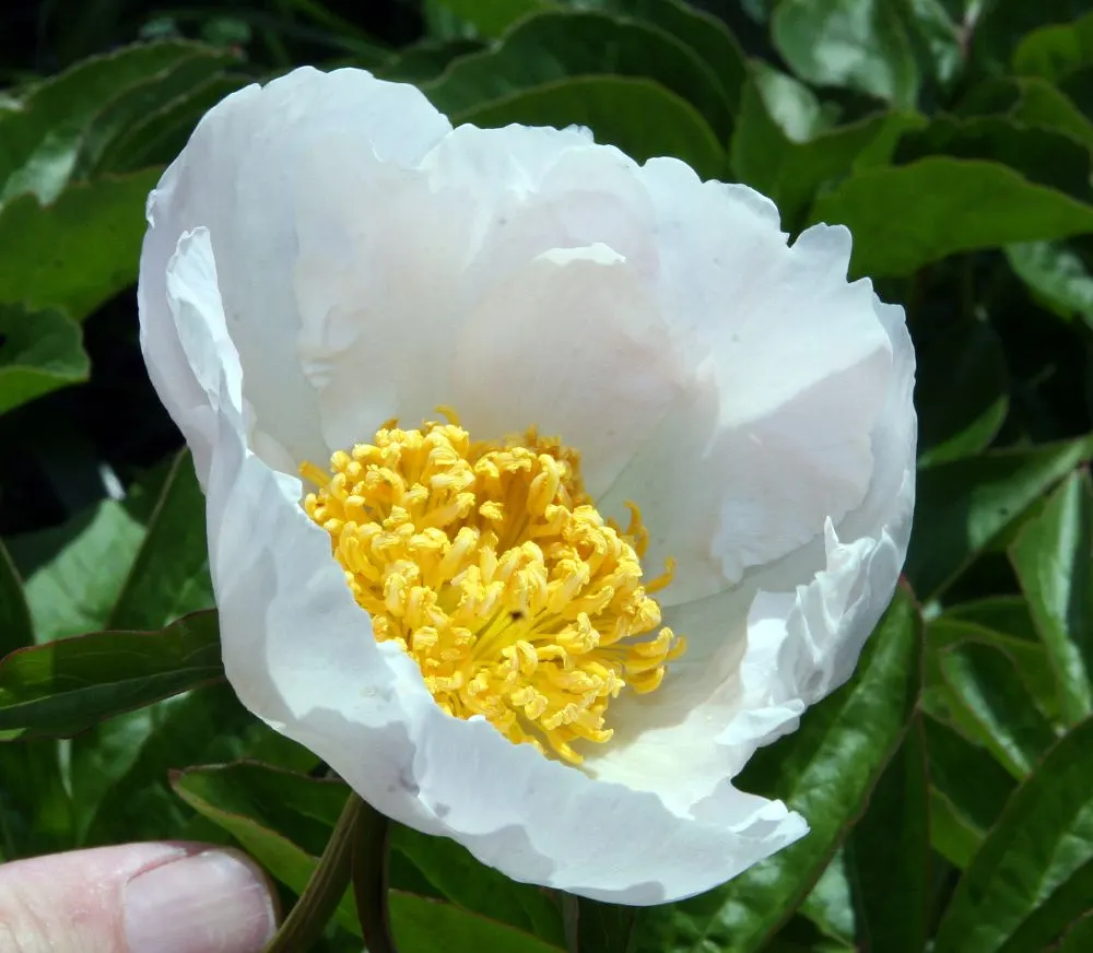 White Peony (Paeonia 'White') — These plants are hardy in USDA Zones 3 through 8, demonstrating a respectable level of cold tolerance; sumptuous, image 110
