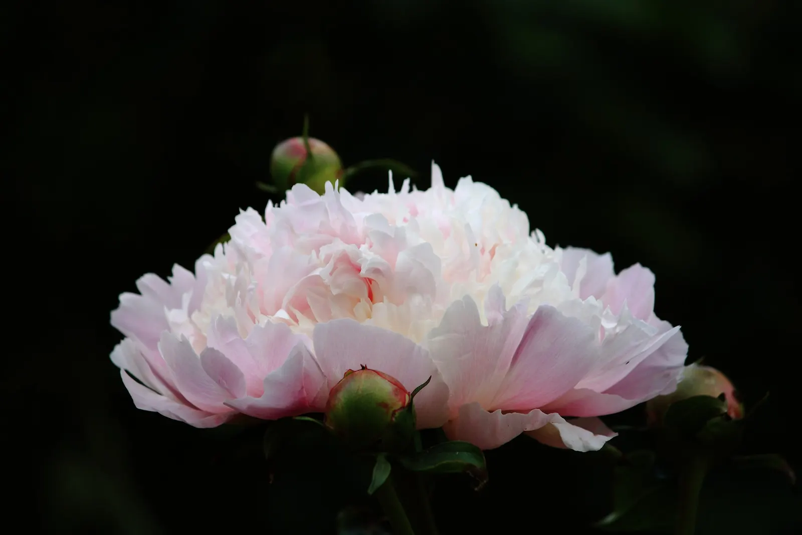 White Peony (Paeonia 'White') — with a spread of 2 to 3 feet as well; white flowers in the garden, image 49