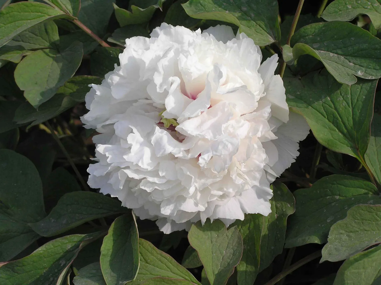 White Peony (Paeonia 'White') — These magnificent blossoms sit atop sturdy stems that vary in height from 2 to 3 feet