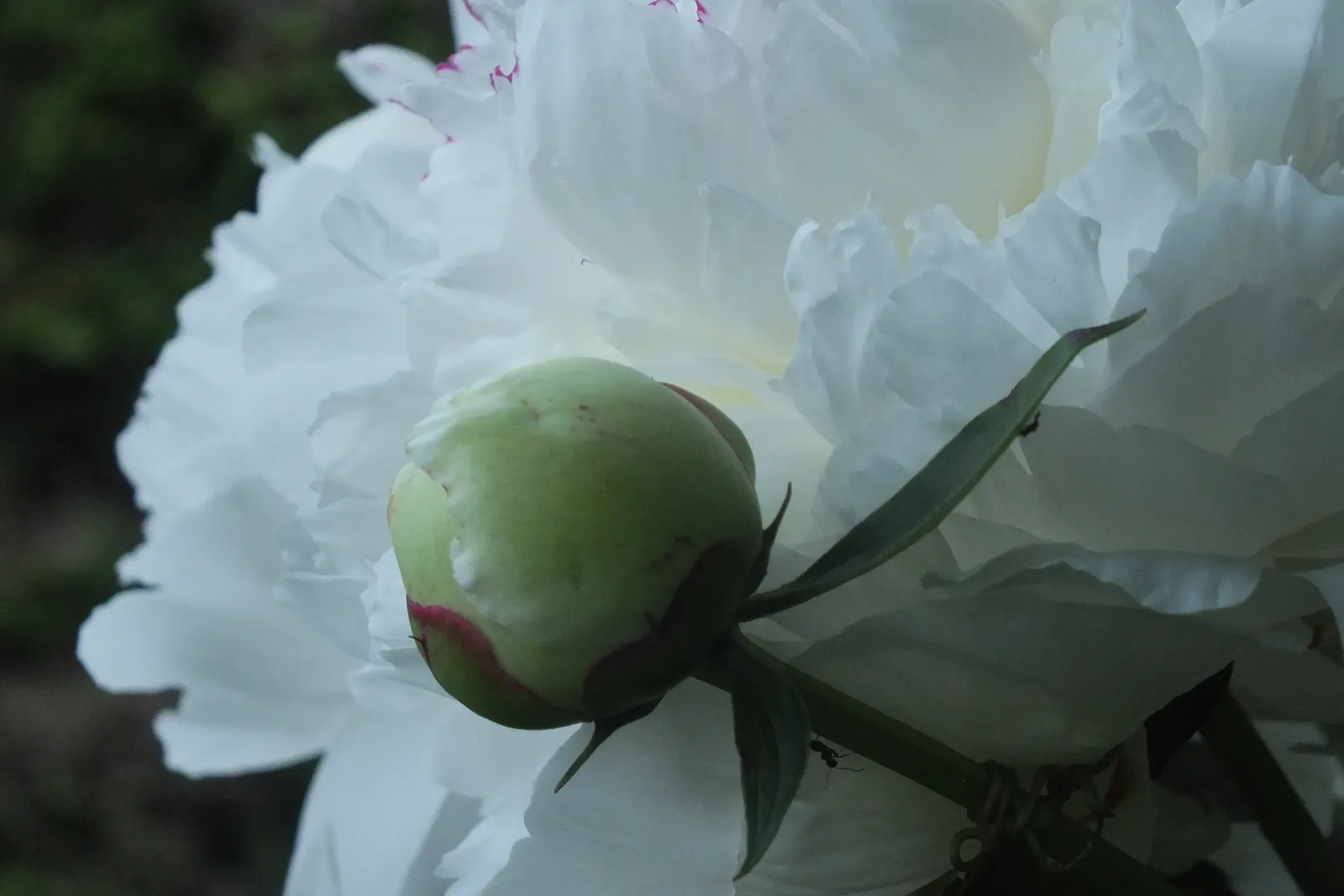 White Peony (Paeonia 'White') — is a stately and elegant perennial that adds a touch of classic beauty to any landscape design; the White Peony, image 63