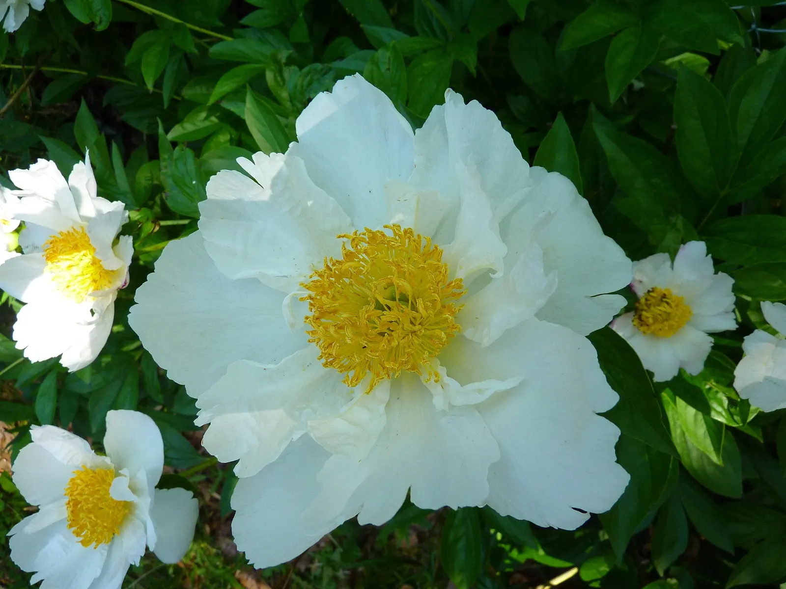 White Peony (Paeonia 'White') — is a stately and elegant perennial that adds a touch of classic beauty to any landscape design; the White Peony, image 101