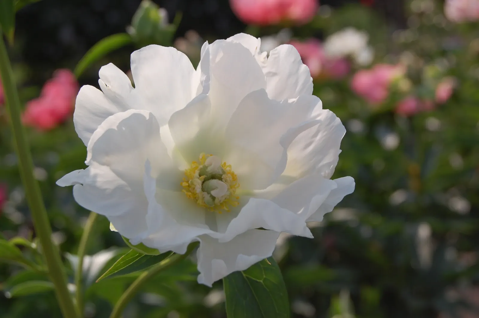 White Peony (Paeonia 'White') — fully double flowers with satiny white petals that may sometimes exhibit a subtle blush or cream undertone; ideal, image 69