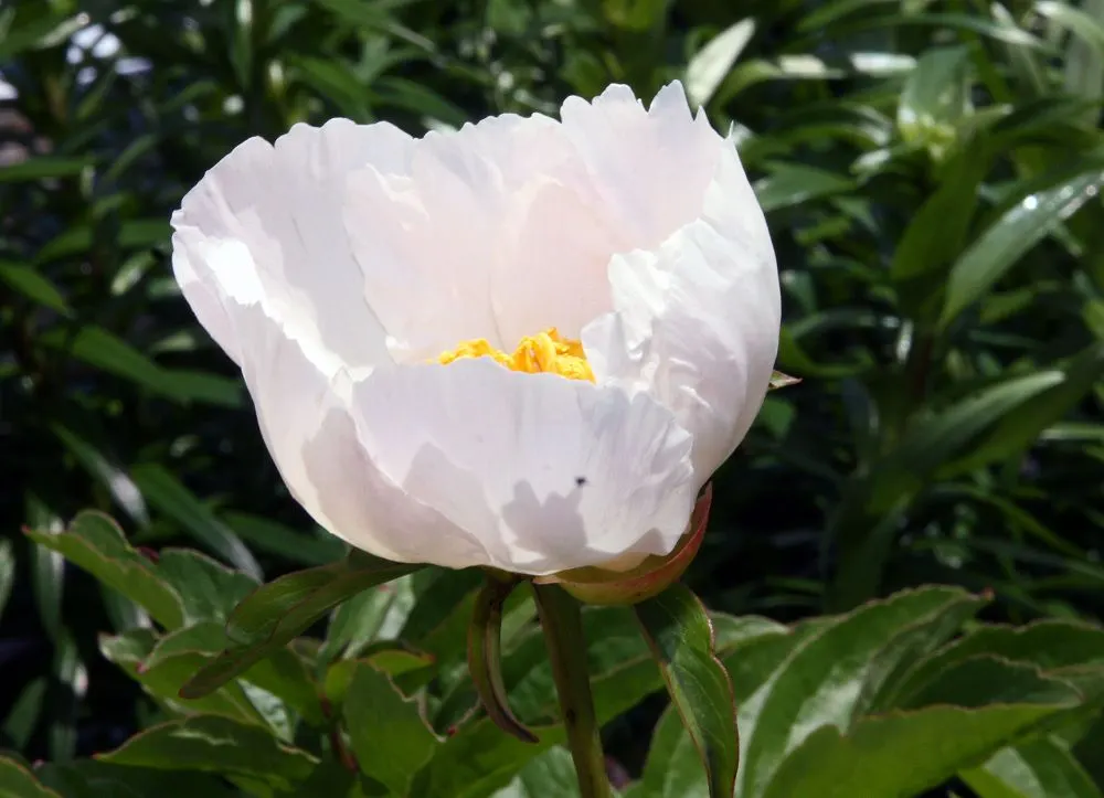 White Peony (Paeonia 'White') — white flowers in the garden