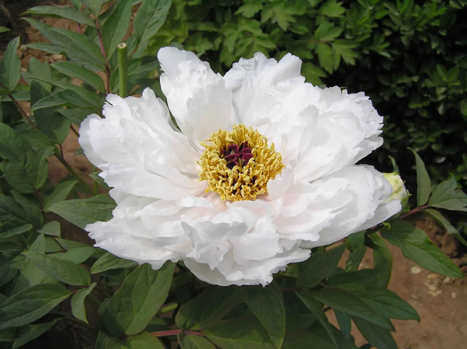 White Peony (Paeonia 'White') — fully double flowers with satiny white petals that may sometimes exhibit a subtle blush or cream undertone; ideal, image 107