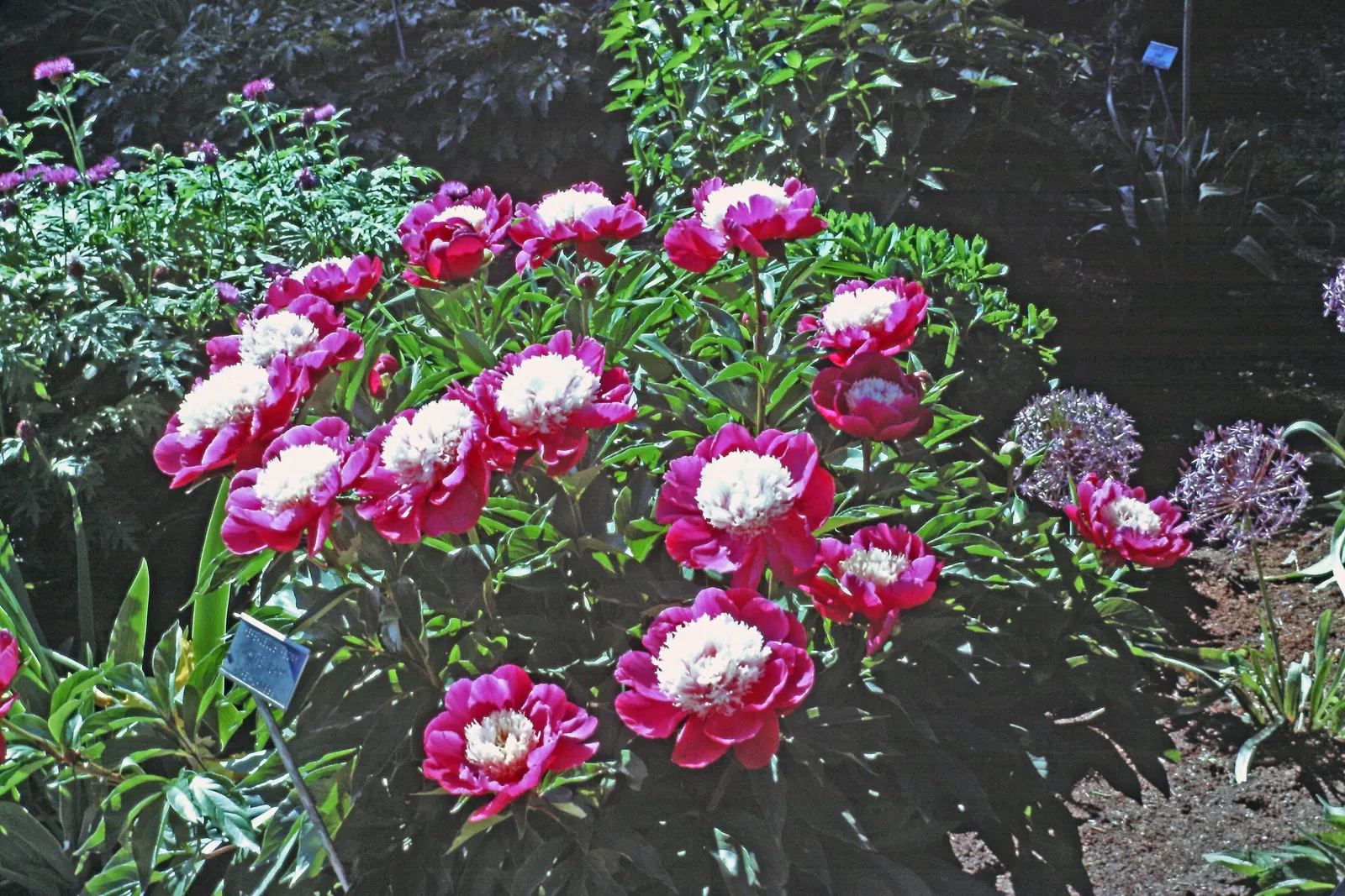 White Peony (Paeonia 'White') — Flowers can reach up to 6-8 inches in diameter and emerge from the plant in late spring to early summer; these, image 84