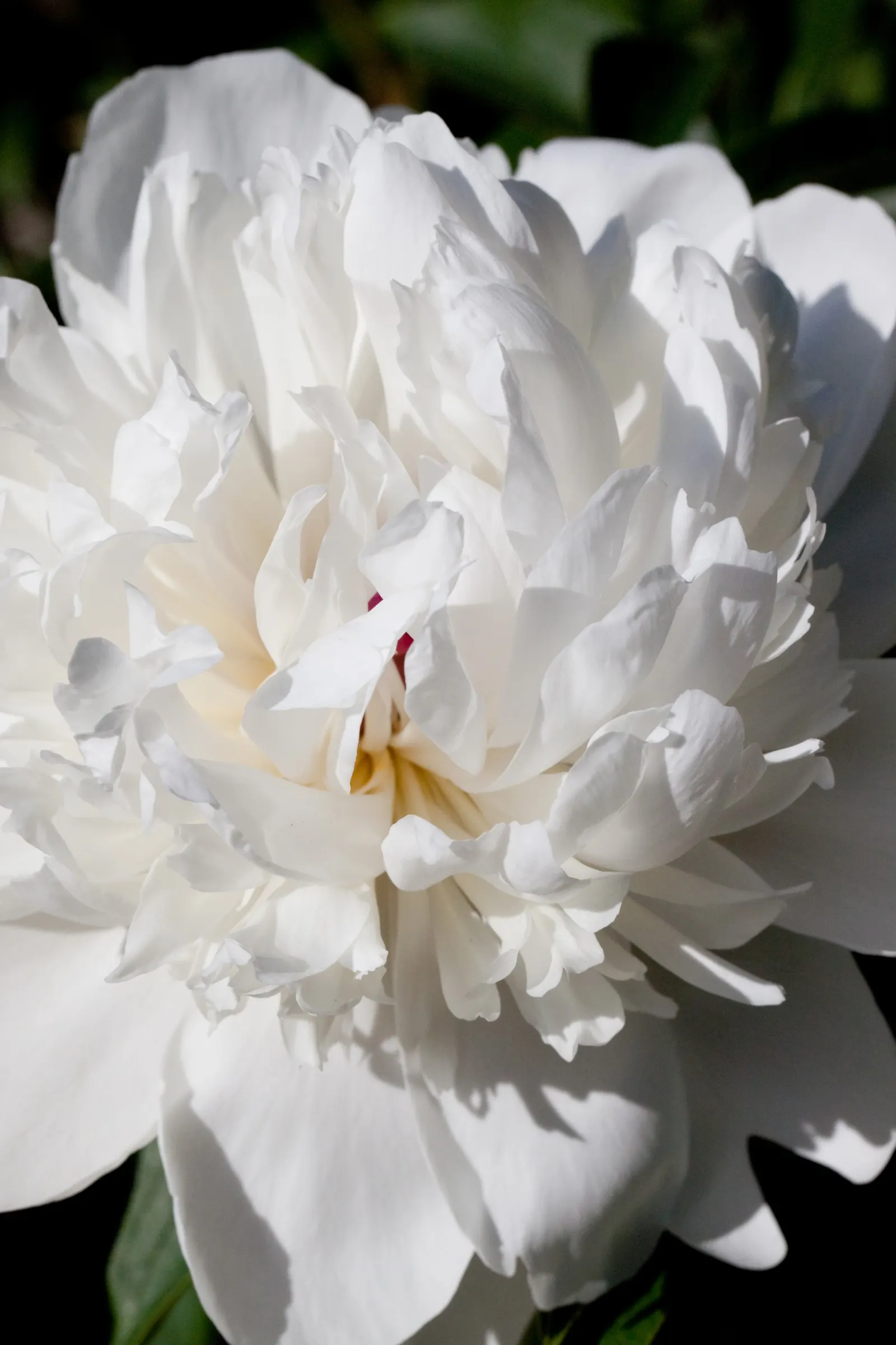 White Peony (Paeonia 'White') — ideal for borders or as a focal point in any garden design; they emit a light, pleasant fragrance that will enhance, image 62