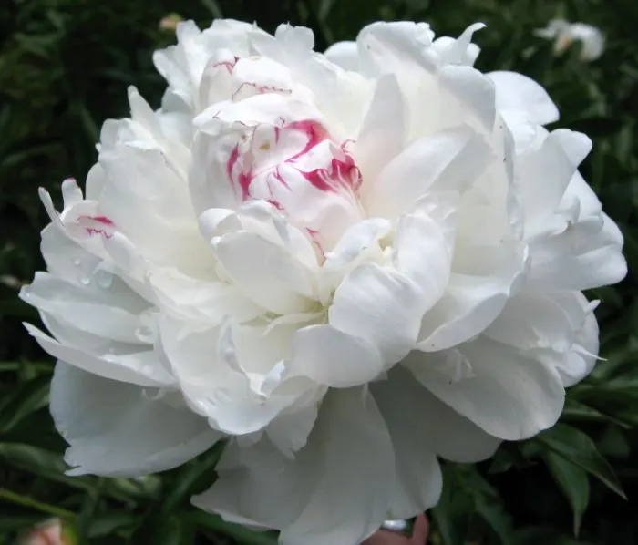 White Peony (Paeonia 'White') — perennial for full; the White Peony will return year after year to grace your landscape with its timeless charm, image 57