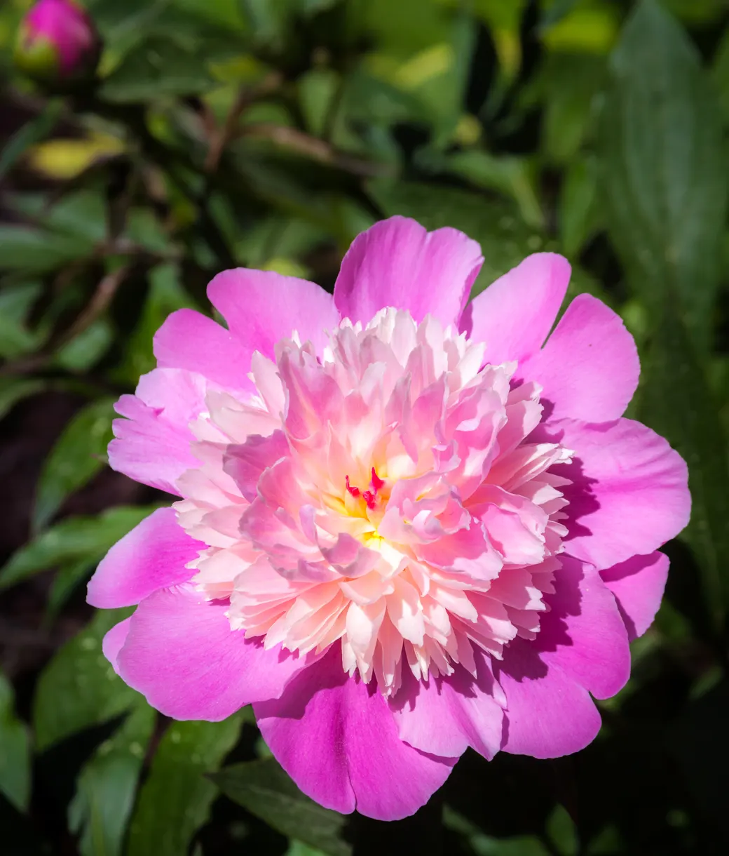 White Peony (Paeonia 'White') — They emit a light, pleasant fragrance that will enhance the sensory experience of your garden; fully double flowers, image 51