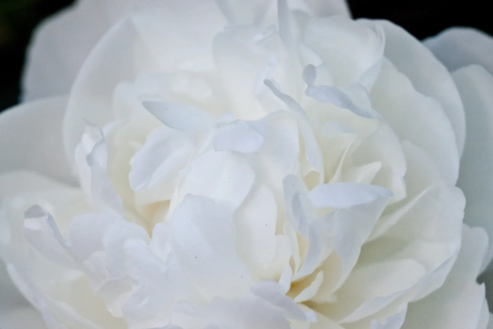 White Peony (Paeonia 'White') — The White Peony, Paeonia 'White', is a hardy perennial boasting lush, full blooms up to 6 inches across