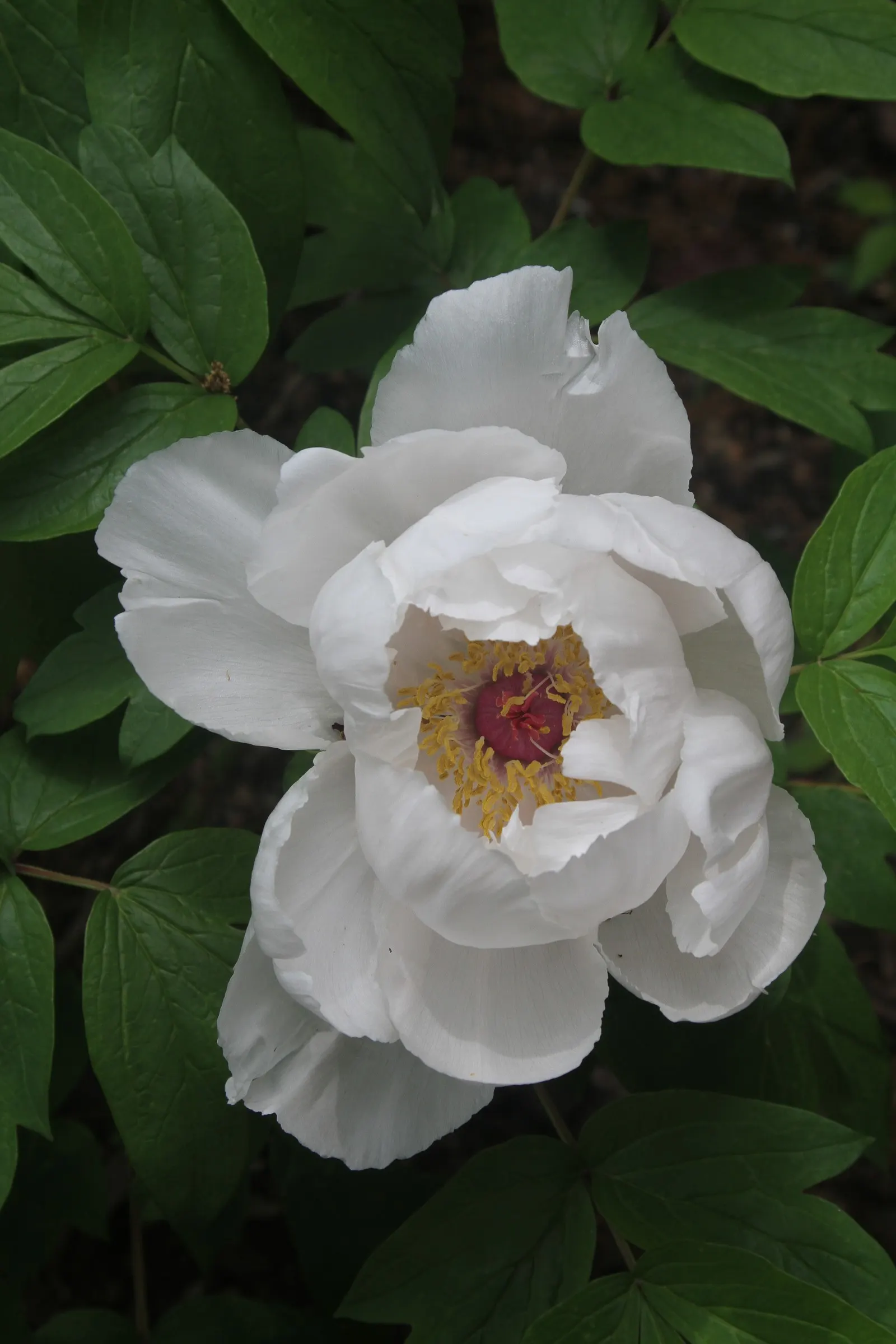 White Peony (Paeonia 'White') — perennial with white blooms
