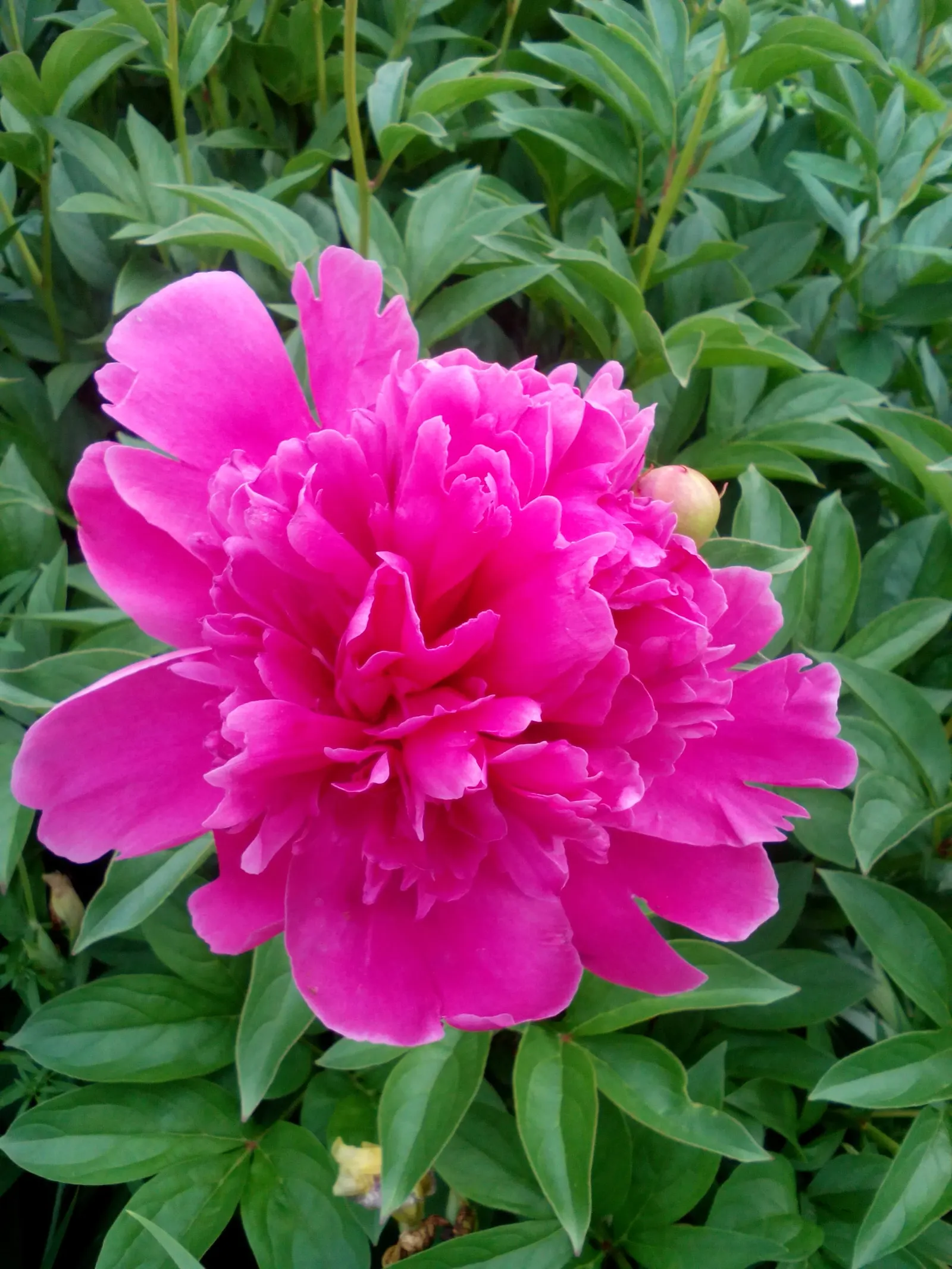White Peony (Paeonia 'White') — sumptuous blooms that exude an air of pure sophistication; flowers can reach up to 6-8 inches in diameter and emerge from the