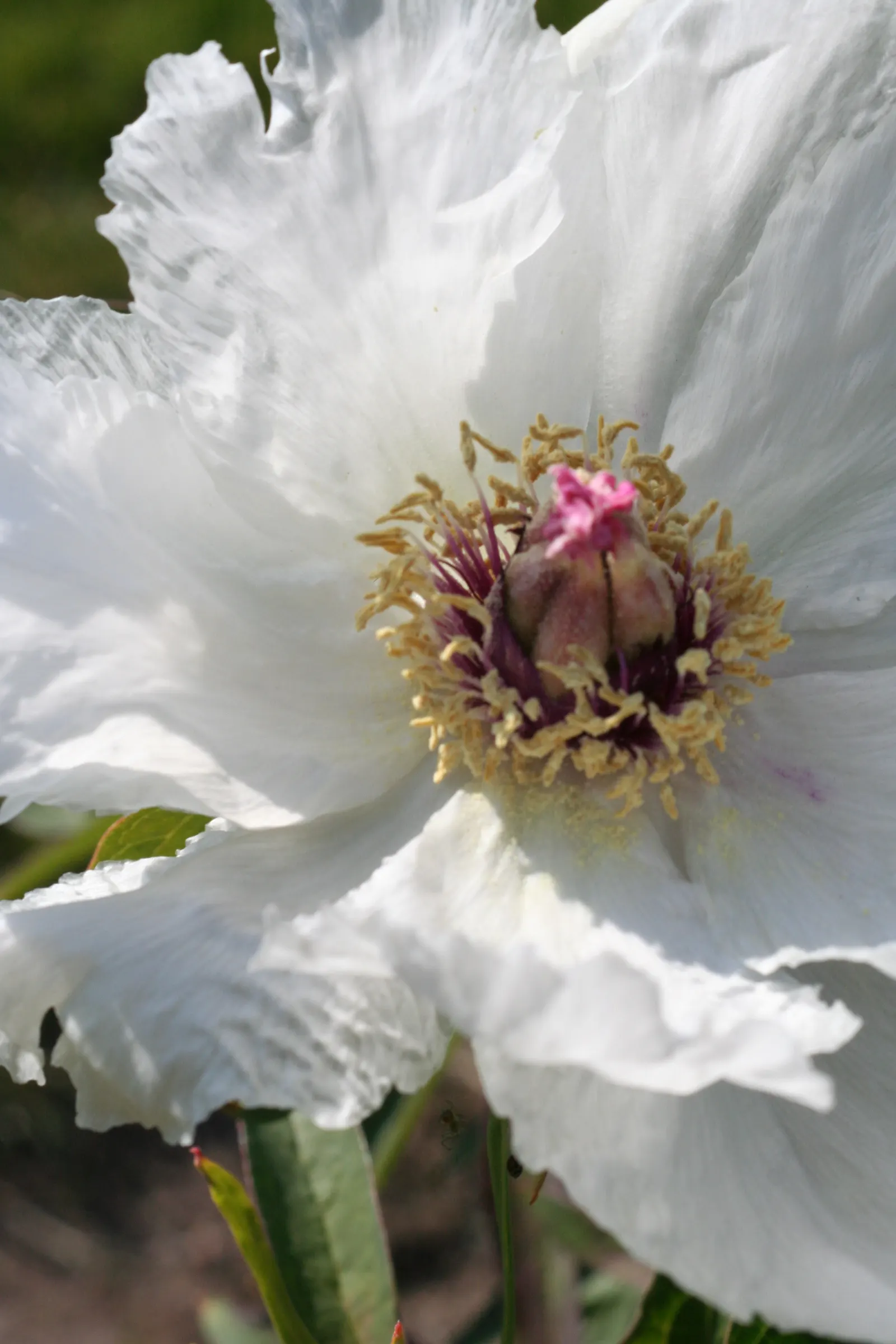 White Peony (Paeonia 'White') — plant the White Peony in a location that offers full sun to partial shade; perennial for full, image 109