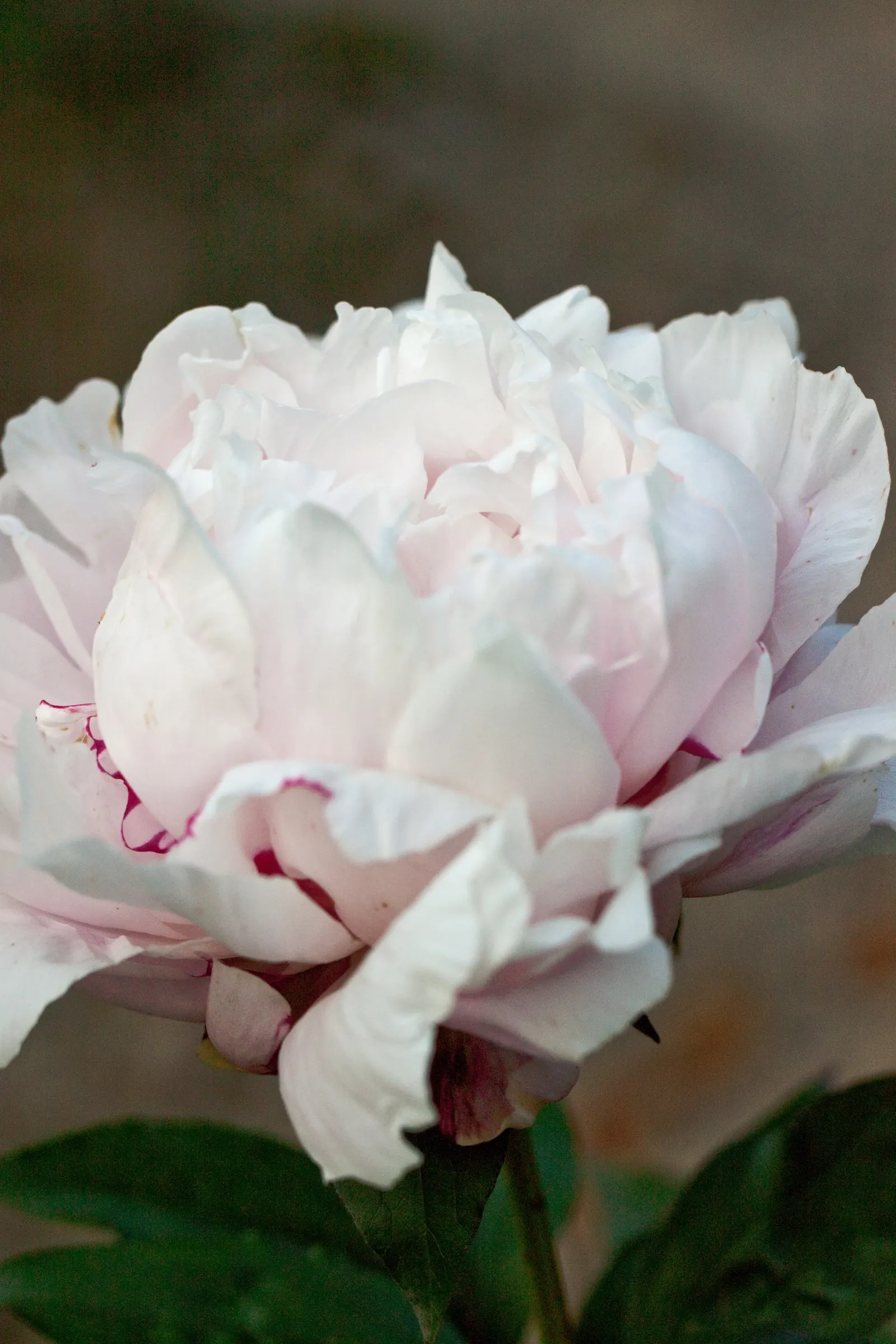 White Peony (Paeonia 'White') — Flowering in late spring to early summer, it reaches a mature height and spread of 2-3 feet; with a spread of 2 to, image 40