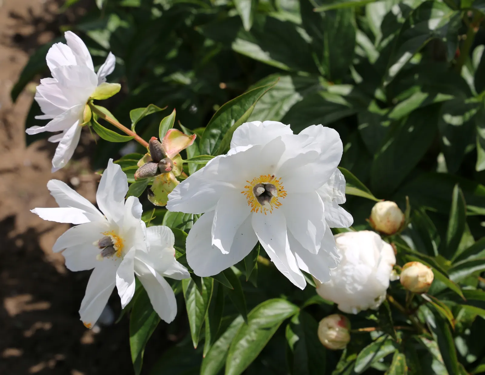 White Peony (Paeonia 'White') — They emit a light, pleasant fragrance that will enhance the sensory experience of your garden; fully double flowers with satiny