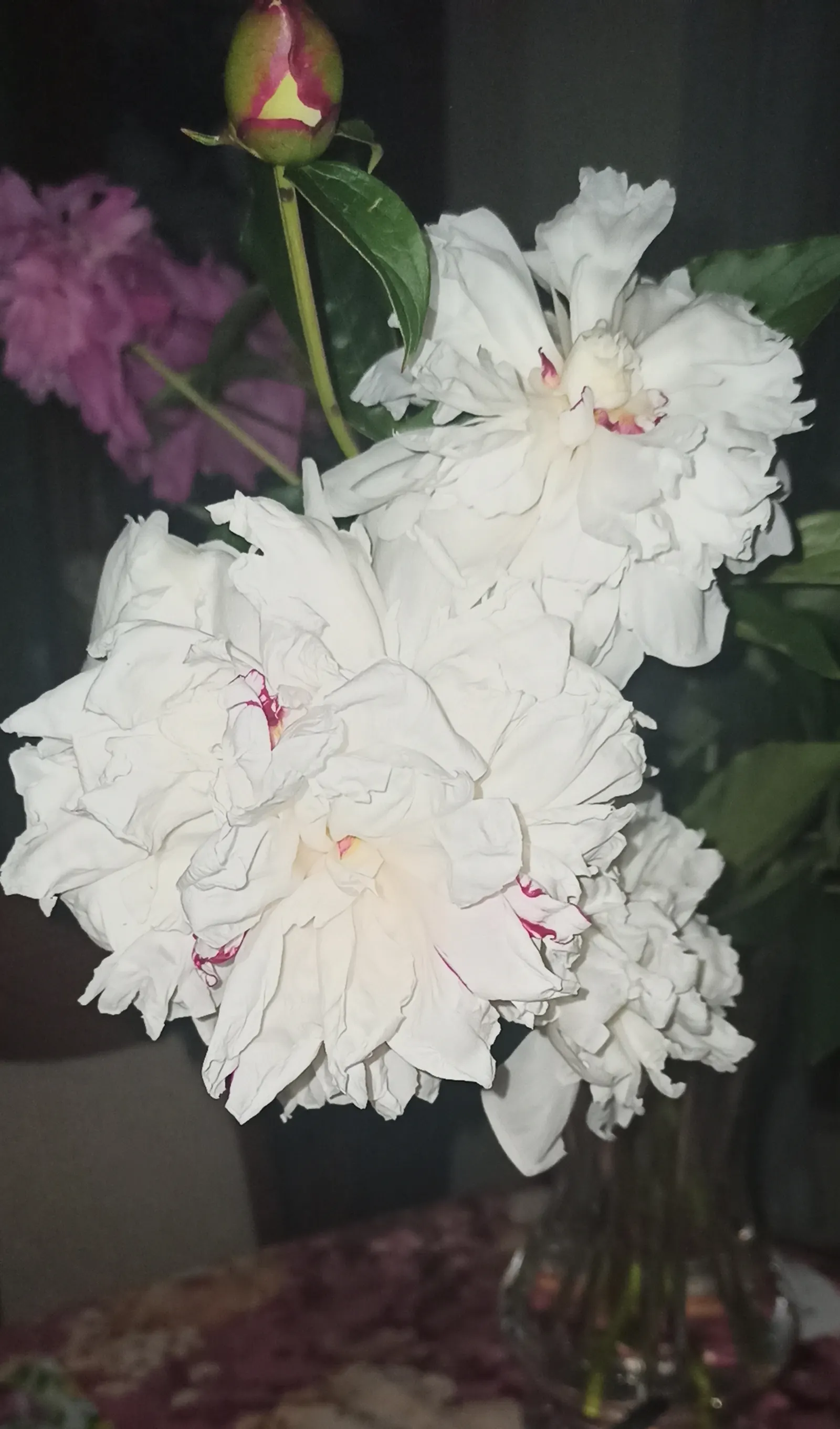 White Peony (Paeonia 'White') — The White Peony, Paeonia 'White', is a hardy perennial boasting lush, full blooms up to 6 inches across; its, image 96