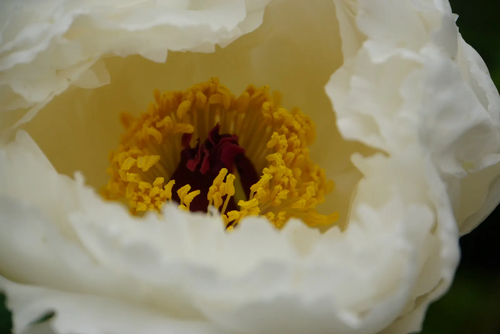 White Peony (Paeonia 'White') — perennial with white blooms; typically in May and June, image 75