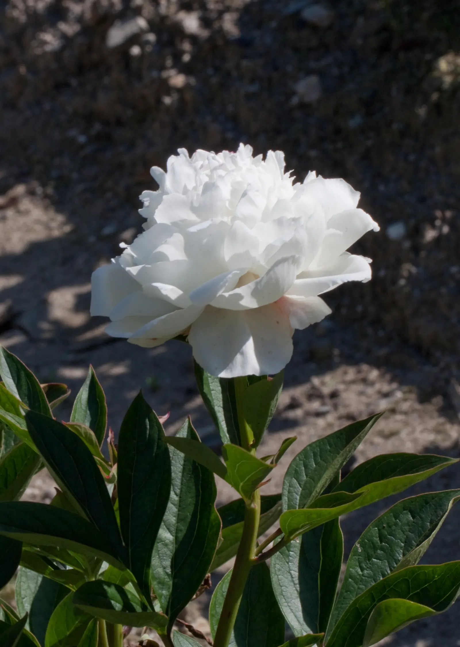 White Peony (Paeonia 'White') — is a stately and elegant perennial that adds a touch of classic beauty to any landscape design; the White Peony, image 44