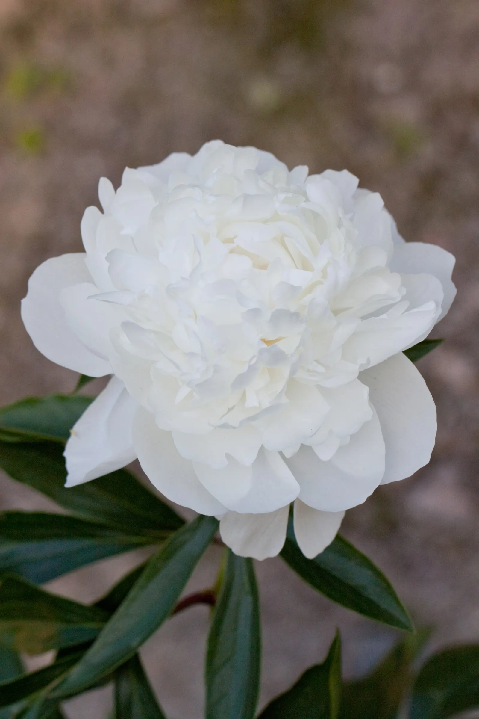 White Peony (Paeonia 'White') — These magnificent blossoms sit atop sturdy stems that vary in height from 2 to 3 feet, image 29