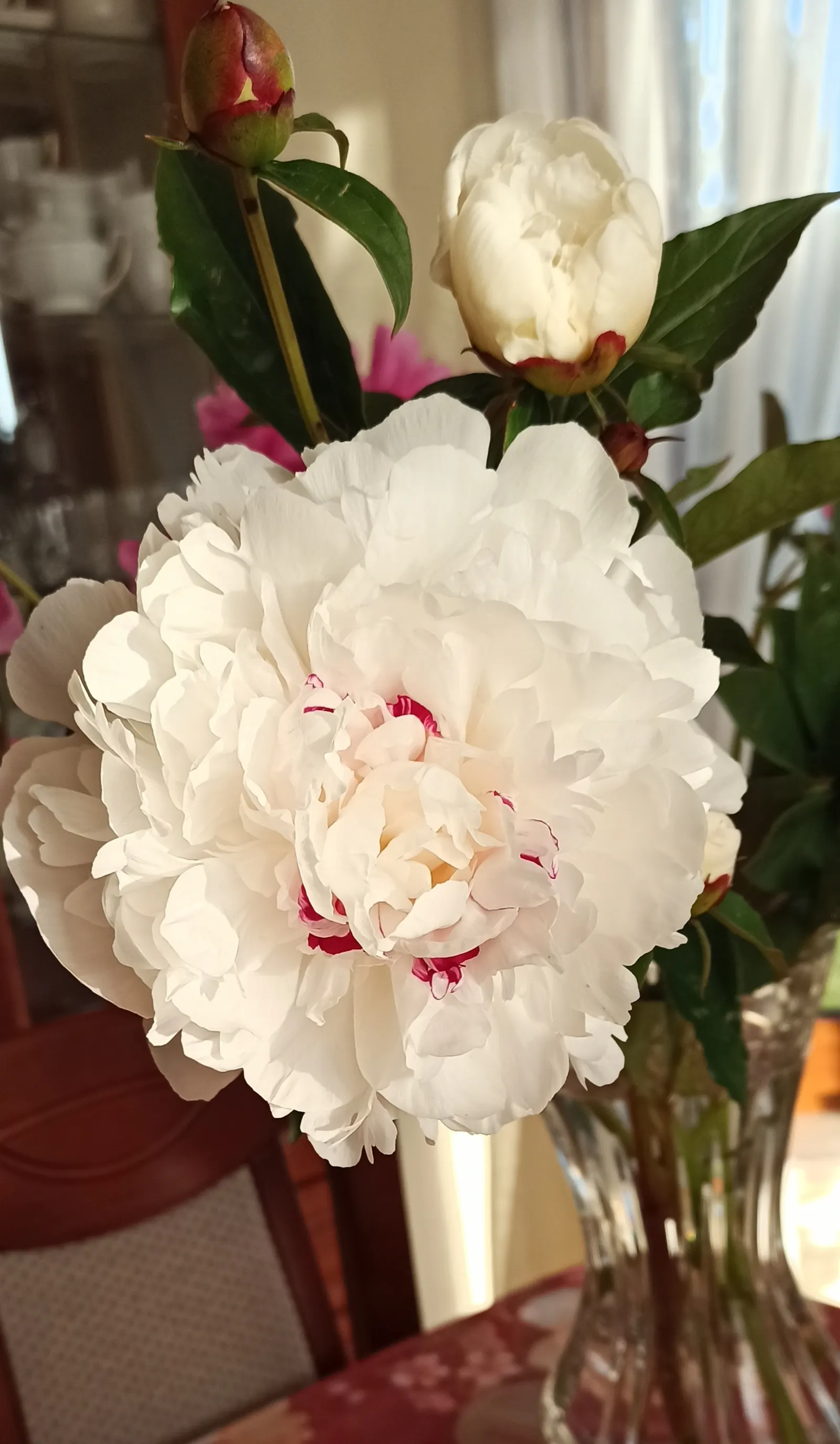 White Peony (Paeonia 'White') — fully double flowers with satiny white petals that may sometimes exhibit a subtle blush or cream undertone; ideal, image 88