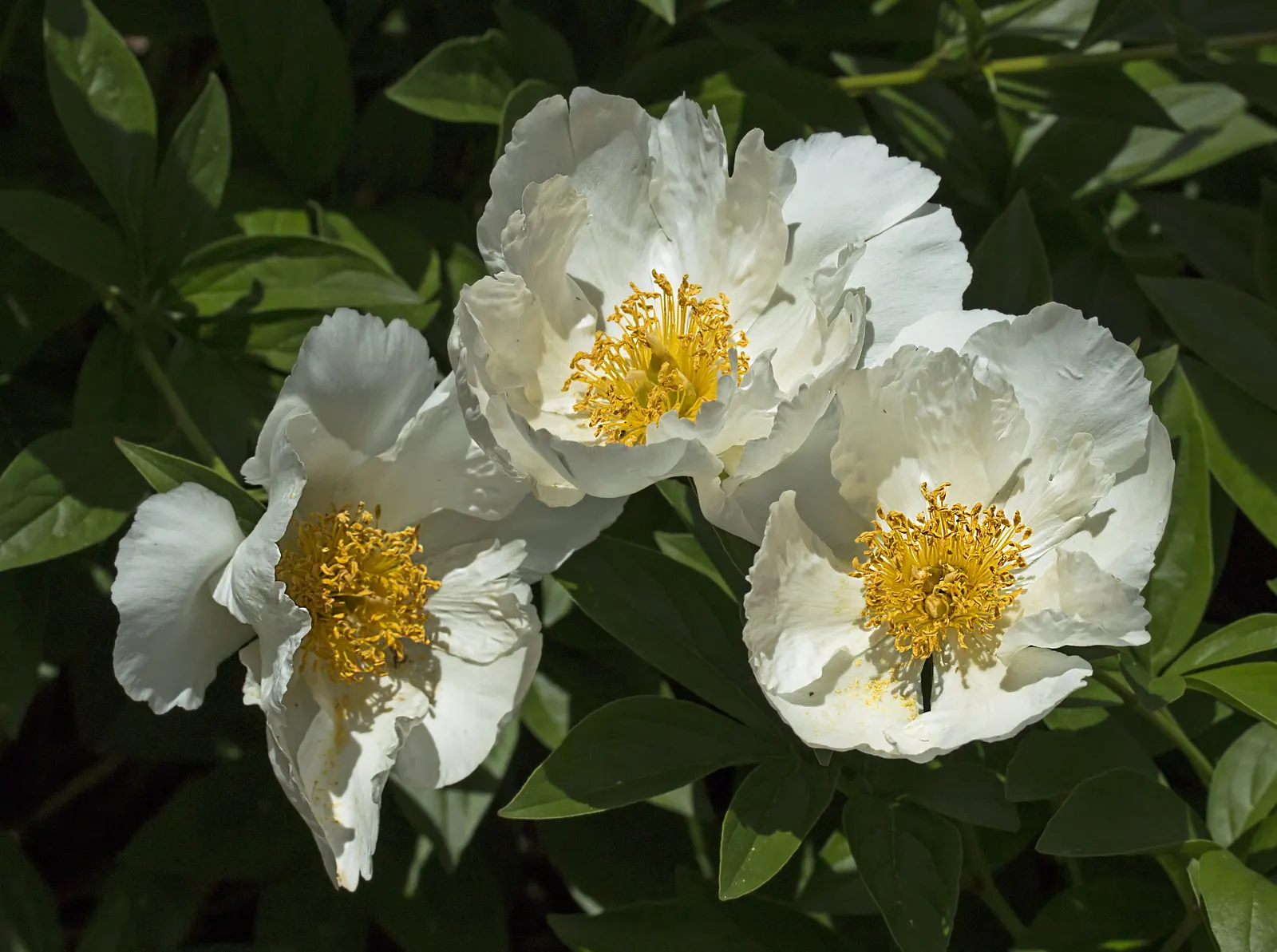 White Peony (Paeonia 'White') — This peony prefers well-drained soil and full sun to part shade; perennial with white blooms, image 41