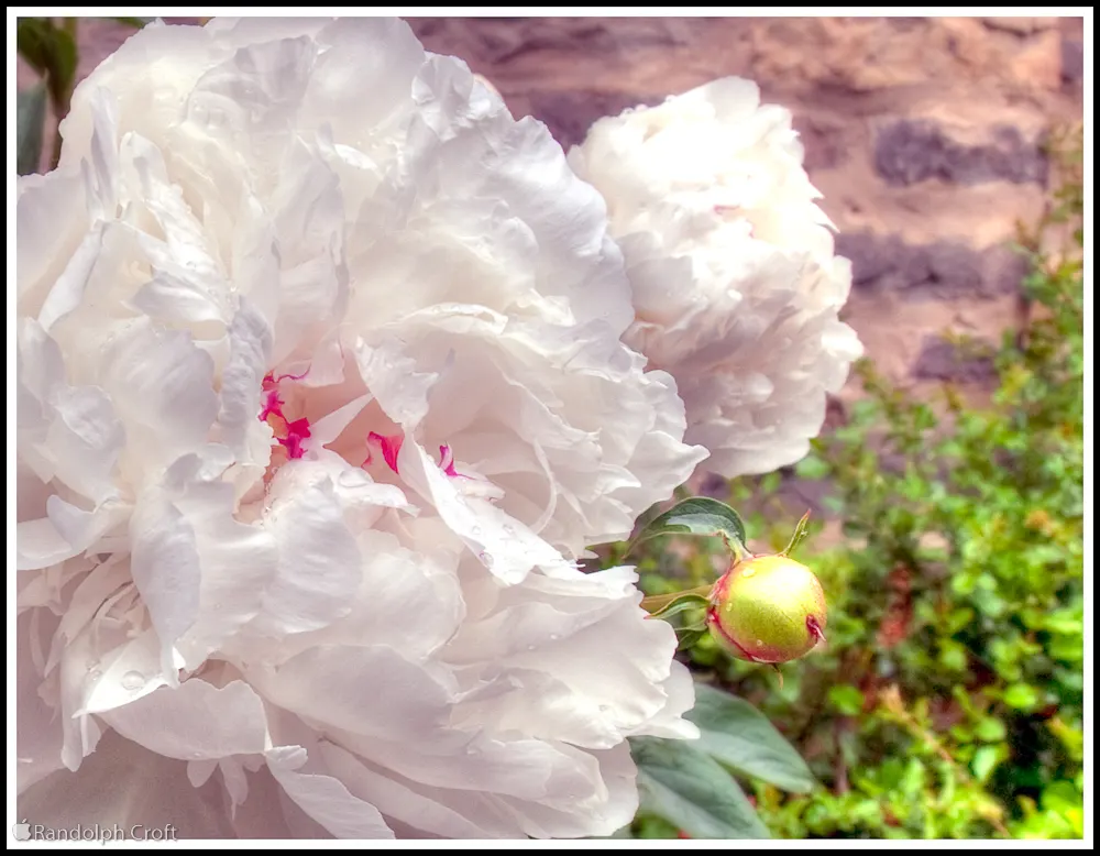 White Peony (Paeonia 'White') — Its elegant white petals and golden stamens create a striking contrast; is a stately and elegant perennial that, image 99