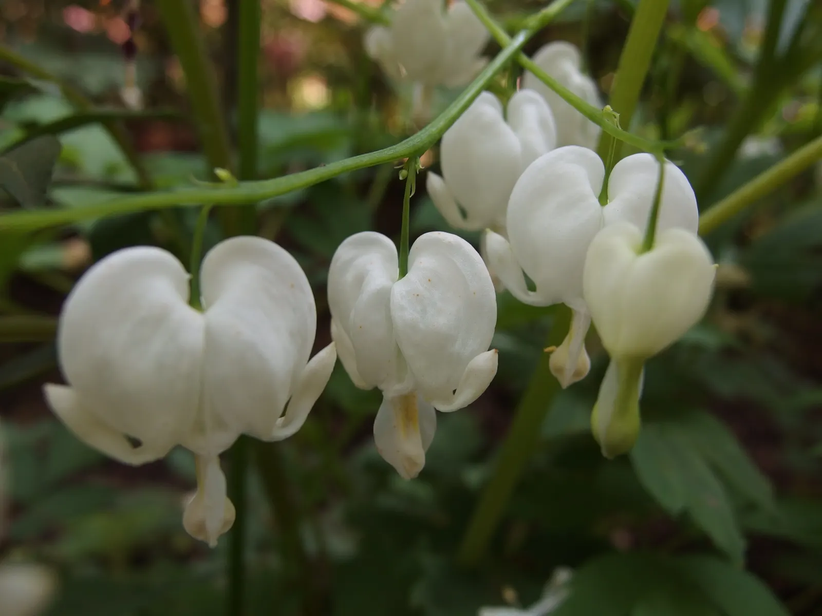 White Peony (Paeonia 'White') — plant the White Peony in a location that offers full sun to partial shade