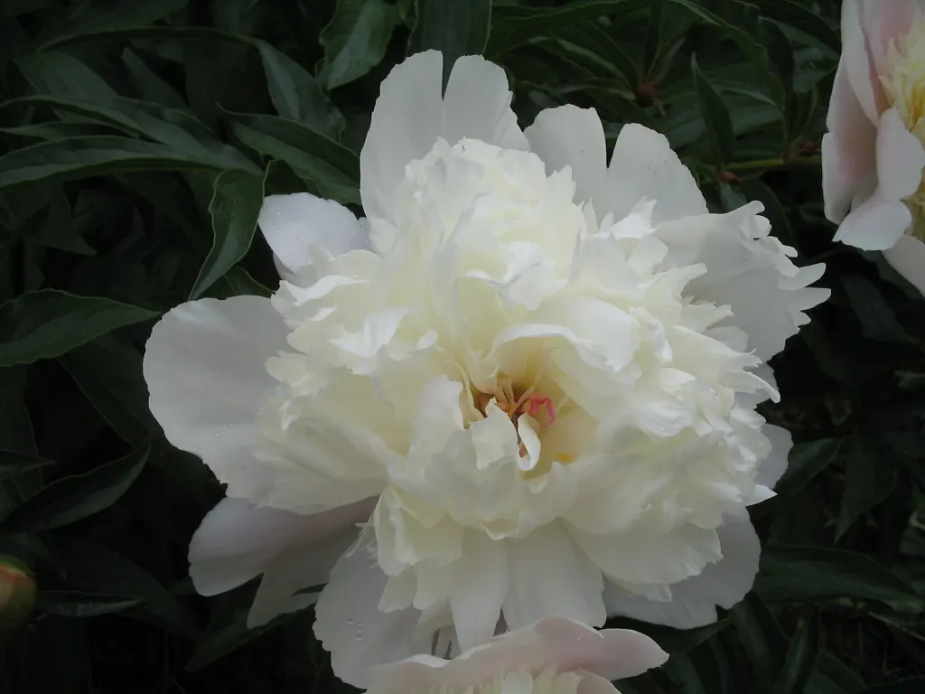 White Peony (Paeonia 'White') — Its elegant white petals and golden stamens create a striking contrast; is a stately and elegant perennial that, image 61