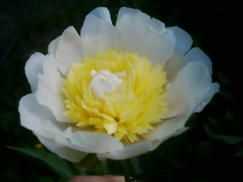 White Peony (Paeonia 'White') — This peony prefers well-drained soil and full sun to part shade