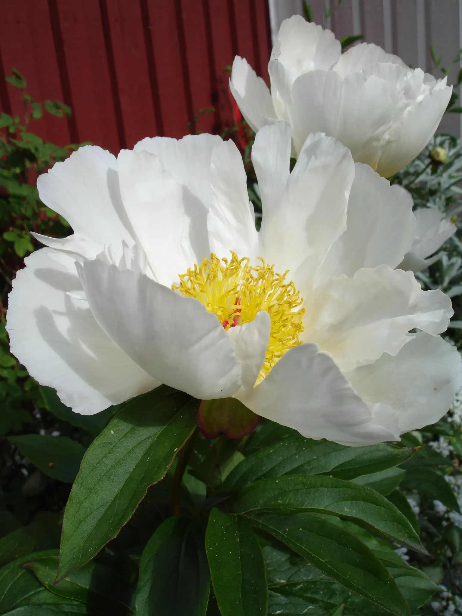White Peony (Paeonia 'White') — sumptuous blooms that exude an air of pure sophistication; flowers can reach up to 6-8 inches in diameter and, image 45