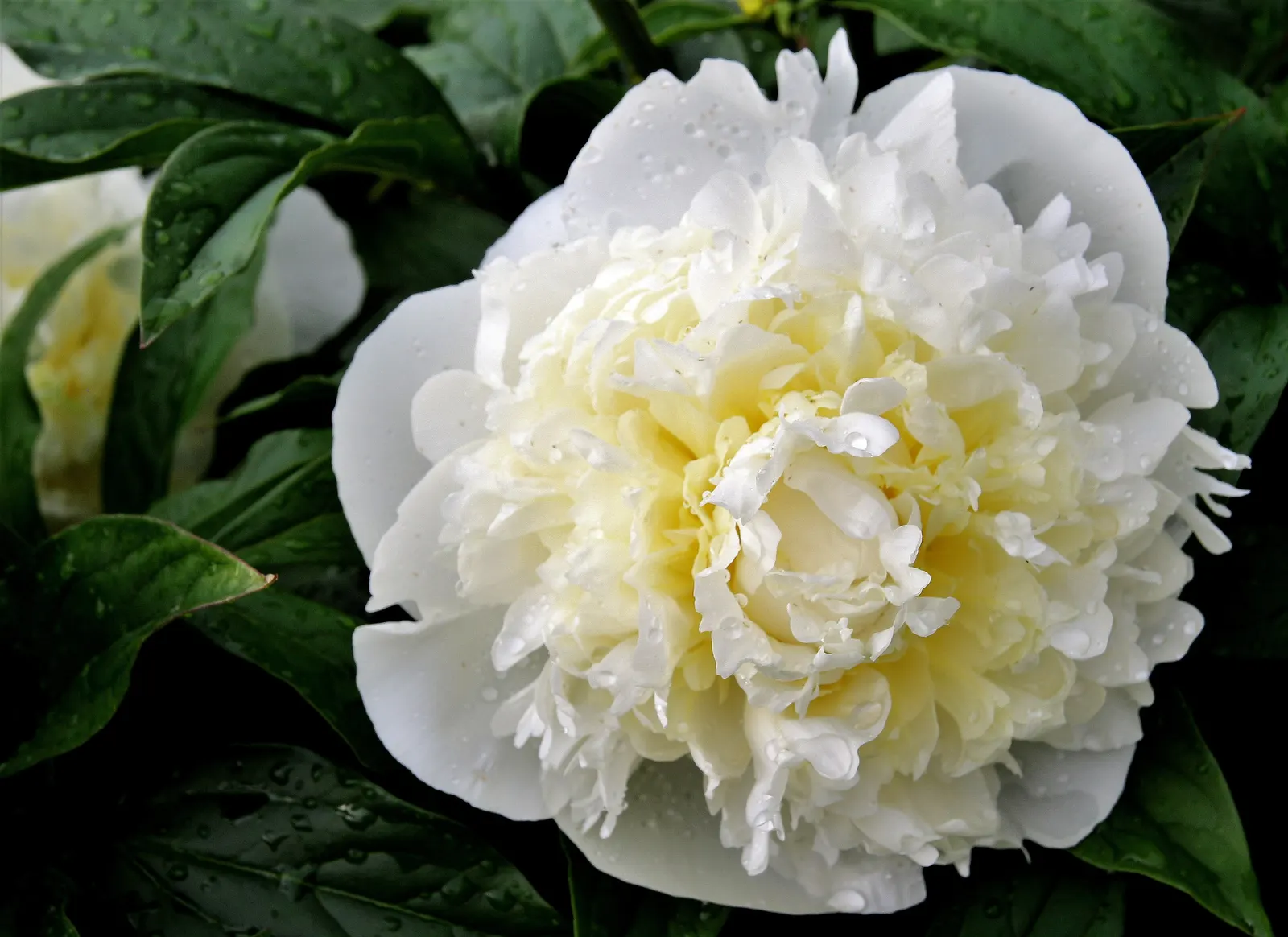 White Peony (Paeonia 'White') — the White Peony will return year after year to grace your landscape with its timeless charm; plant the White Peony, image 92