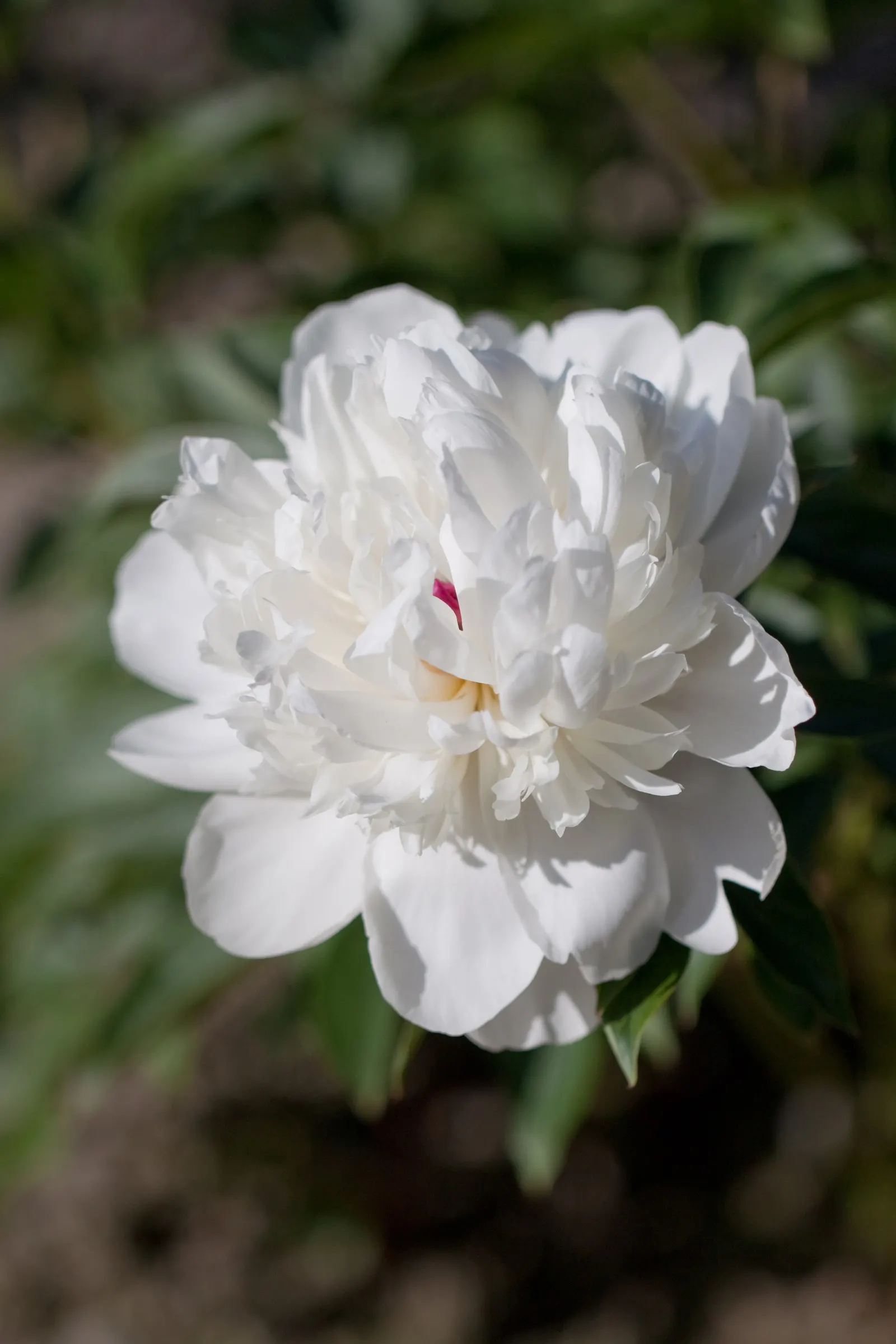 White Peony (Paeonia 'White') — plant the White Peony in a location that offers full sun to partial shade; perennial for full, image 71