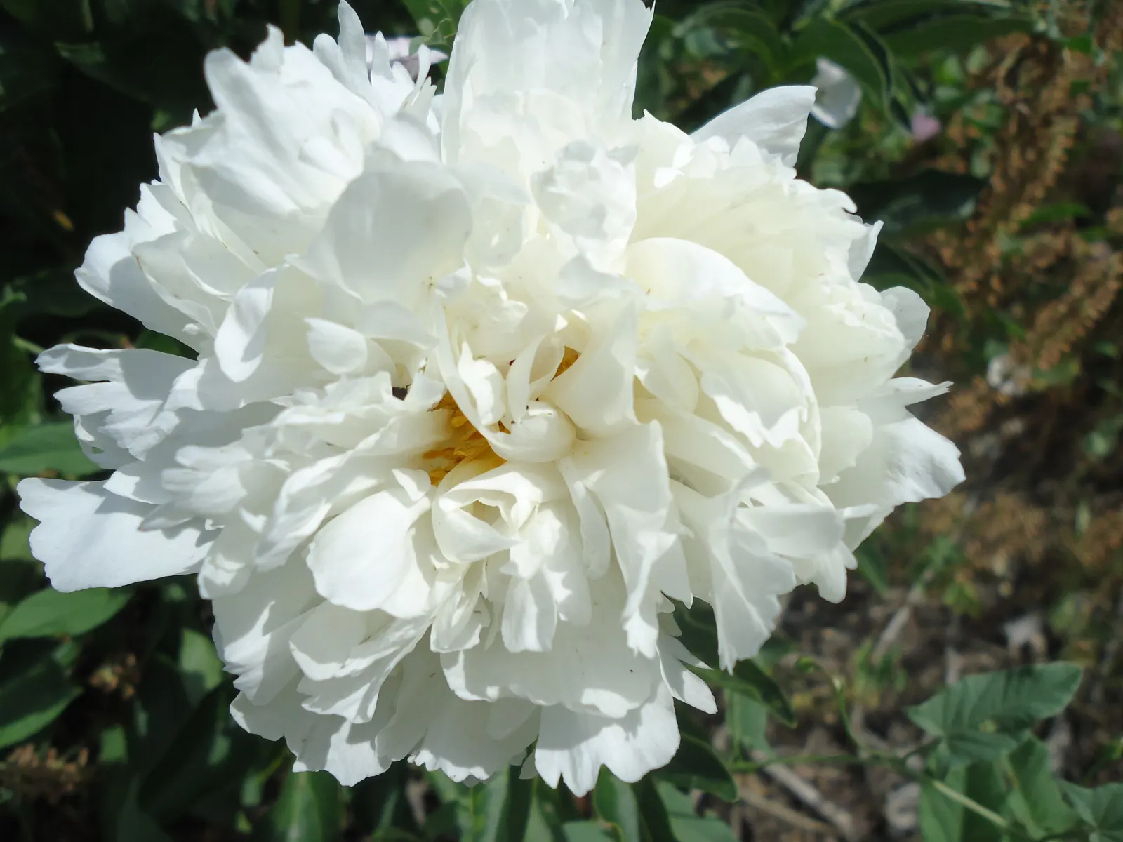 White Peony (Paeonia 'White') — typically in May and June; this peony prefers well-drained soil and full sun to part shade, image 47