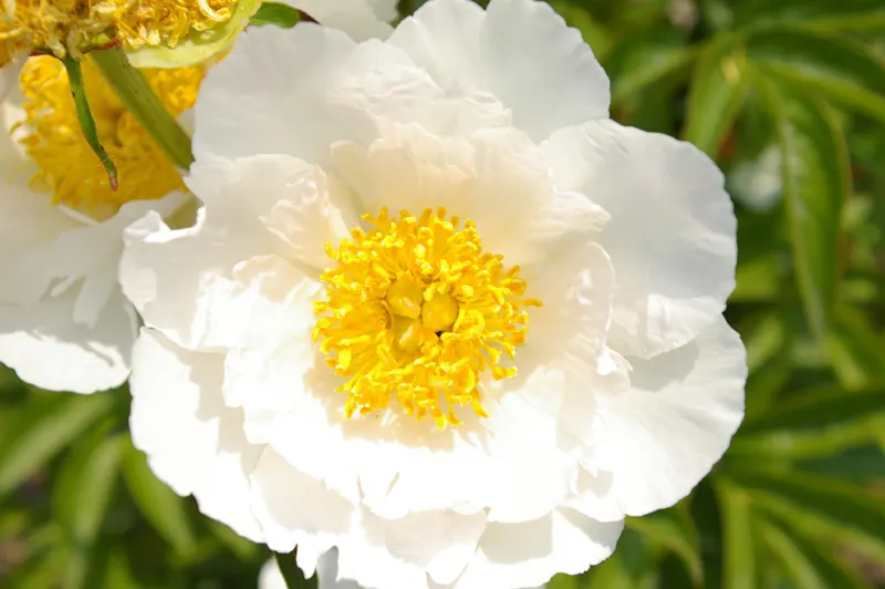 White Peony (Paeonia 'White') — They emit a light, pleasant fragrance that will enhance the sensory experience of your garden; fully double flowers, image 108