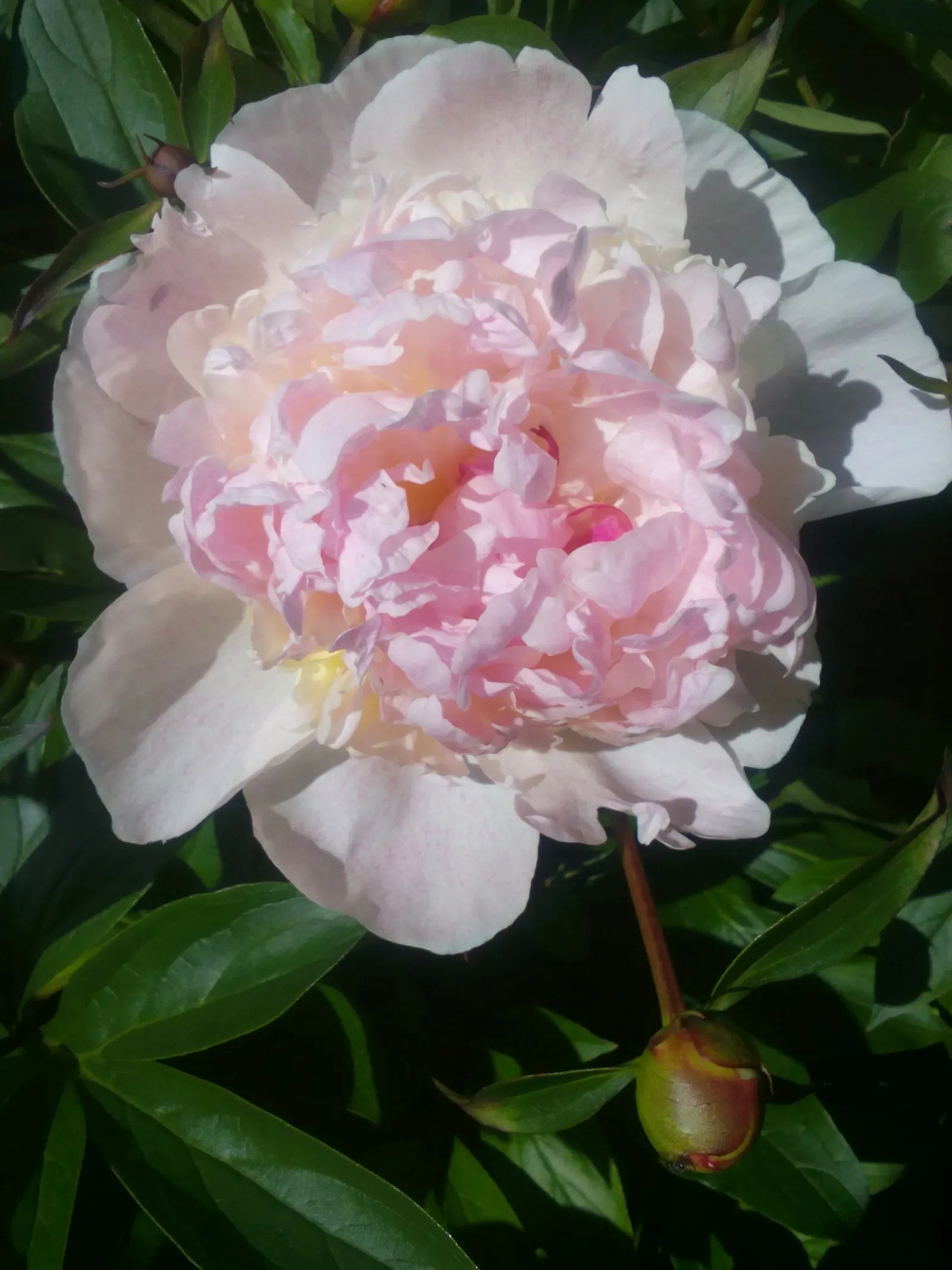 White Peony (Paeonia 'White') — plant the White Peony in a location that offers full sun to partial shade; perennial for full
