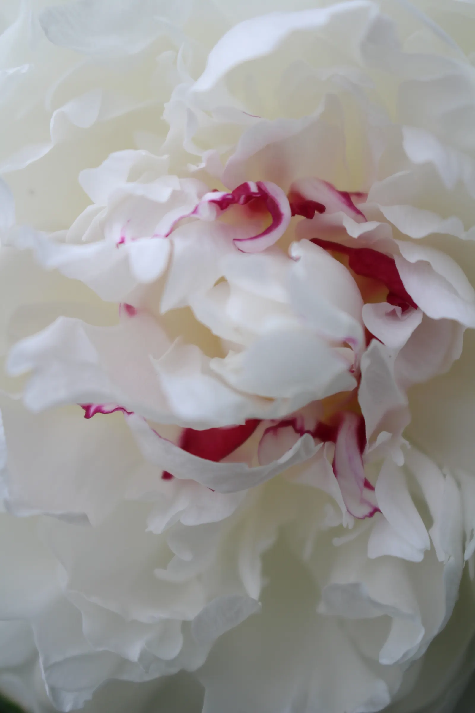 White Peony (Paeonia 'White') — typically in May and June; this peony prefers well-drained soil and full sun to part shade, image 85