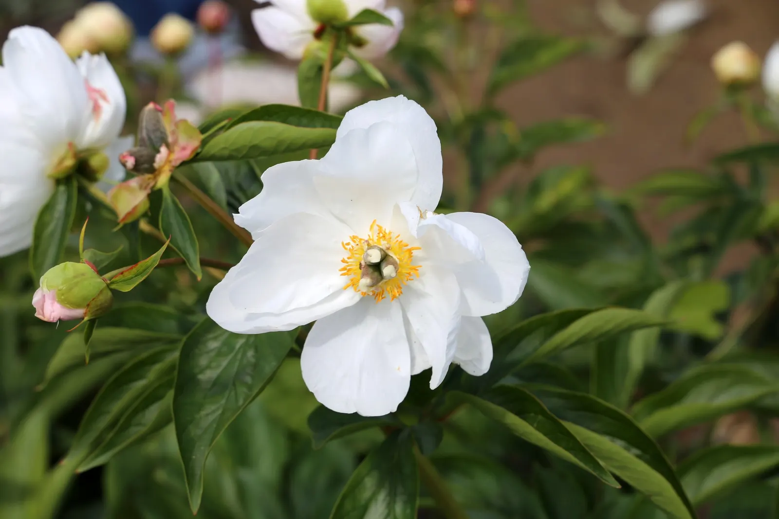 White Peony (Paeonia 'White') — the White Peony will return year after year to grace your landscape with its timeless charm; plant the White Peony in a