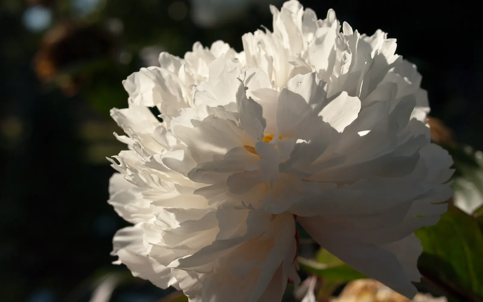 White Peony (Paeonia 'White') — is a stately and elegant perennial that adds a touch of classic beauty to any landscape design; the White Peony, Paeonia