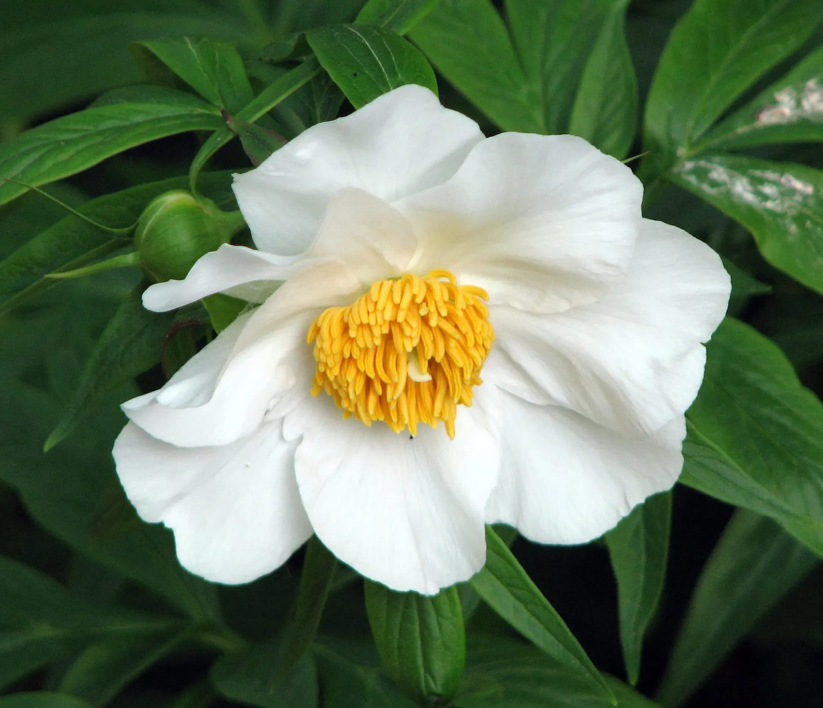 White Peony (Paeonia 'White') — with a spread of 2 to 3 feet as well