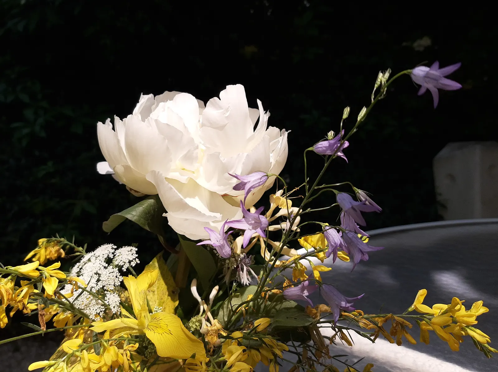 White Peony (Paeonia 'White') — This peony prefers well-drained soil and full sun to part shade; perennial with white blooms, image 98