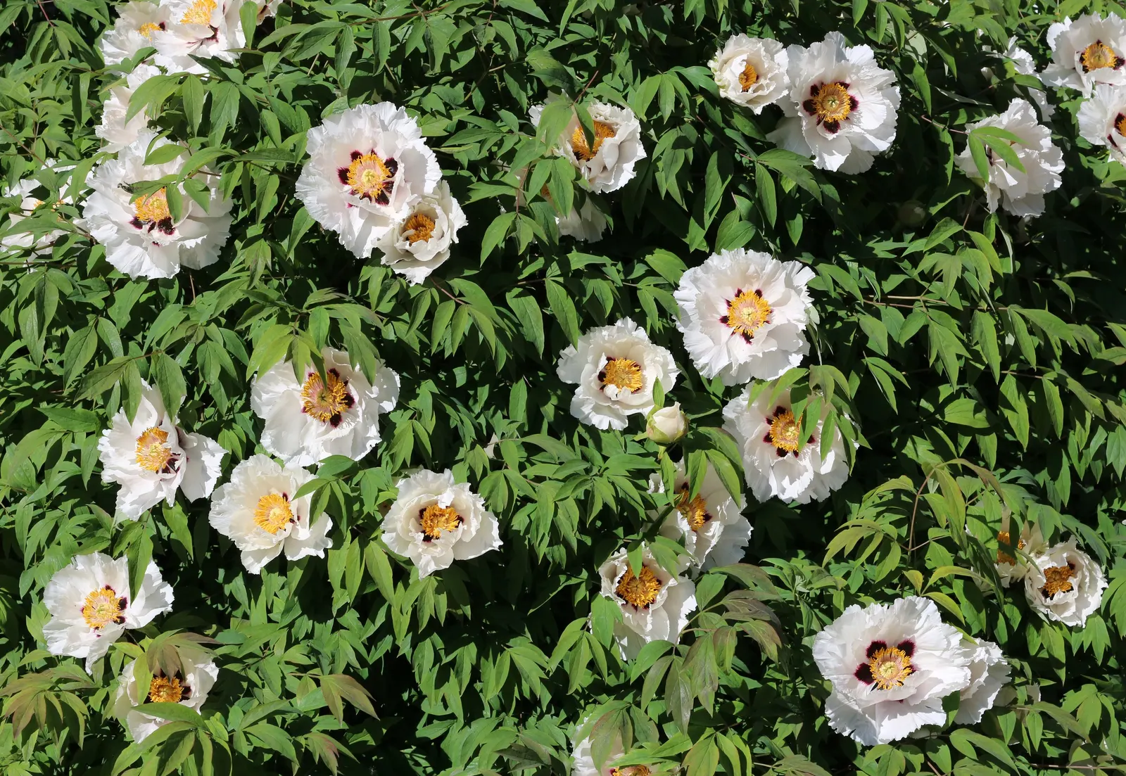 White Peony (Paeonia 'White') — These plants are hardy in USDA Zones 3 through 8, demonstrating a respectable level of cold tolerance