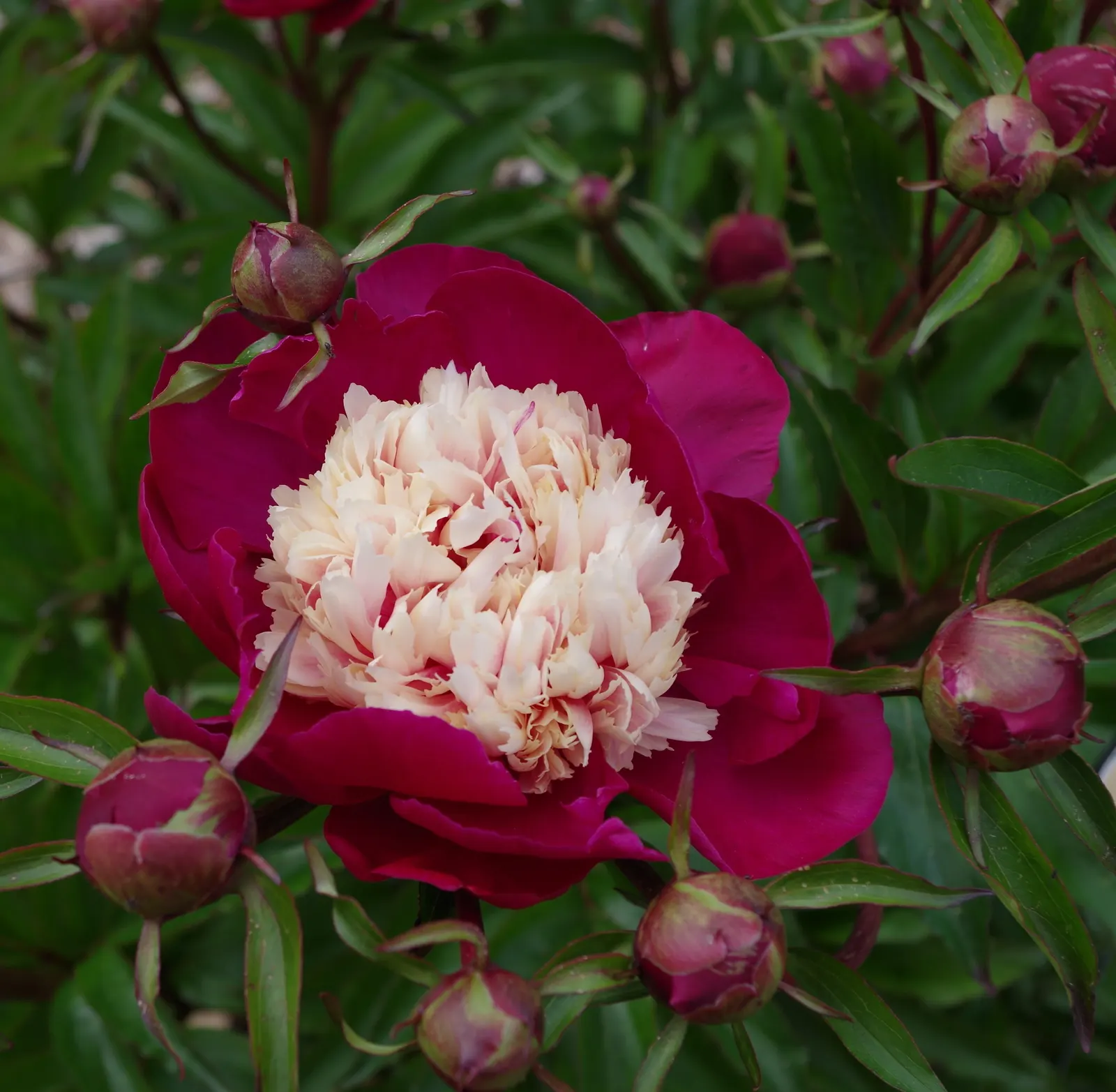 White Peony (Paeonia 'White') — sumptuous blooms that exude an air of pure sophistication; flowers can reach up to 6-8 inches in diameter and, image 64