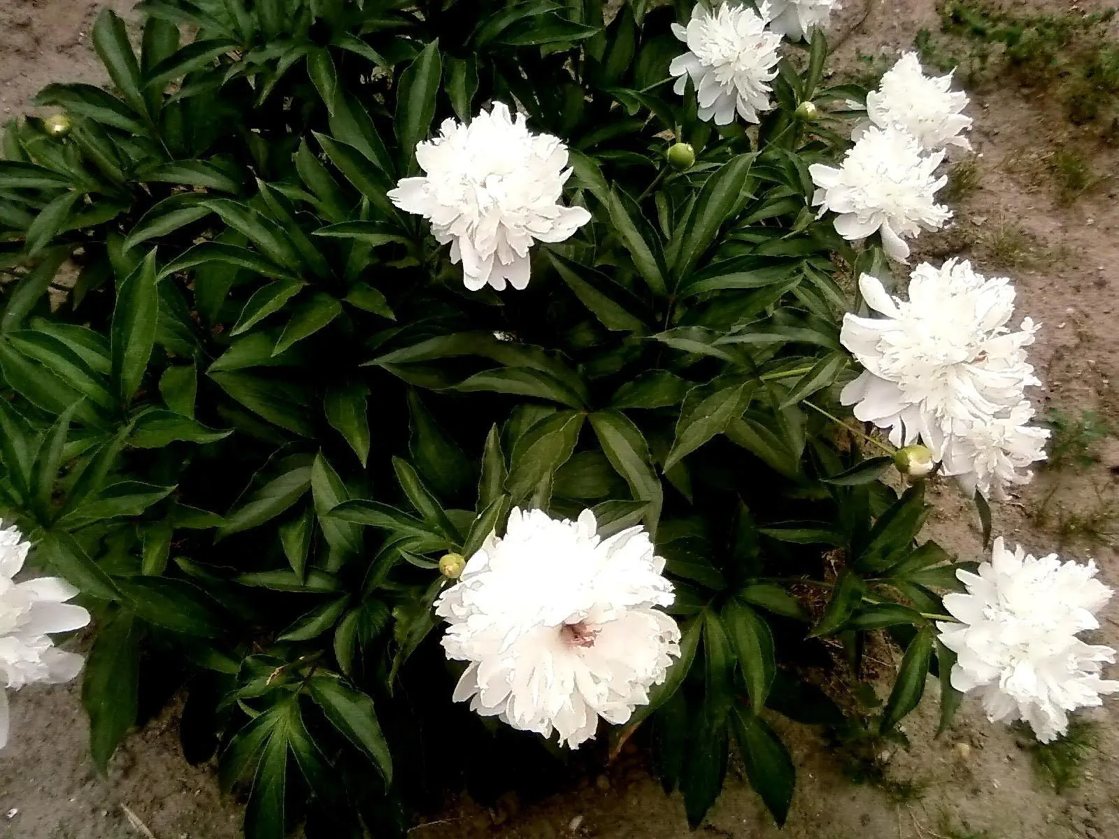White Peony (Paeonia 'White') — perennial with white blooms; typically in May and June, image 94