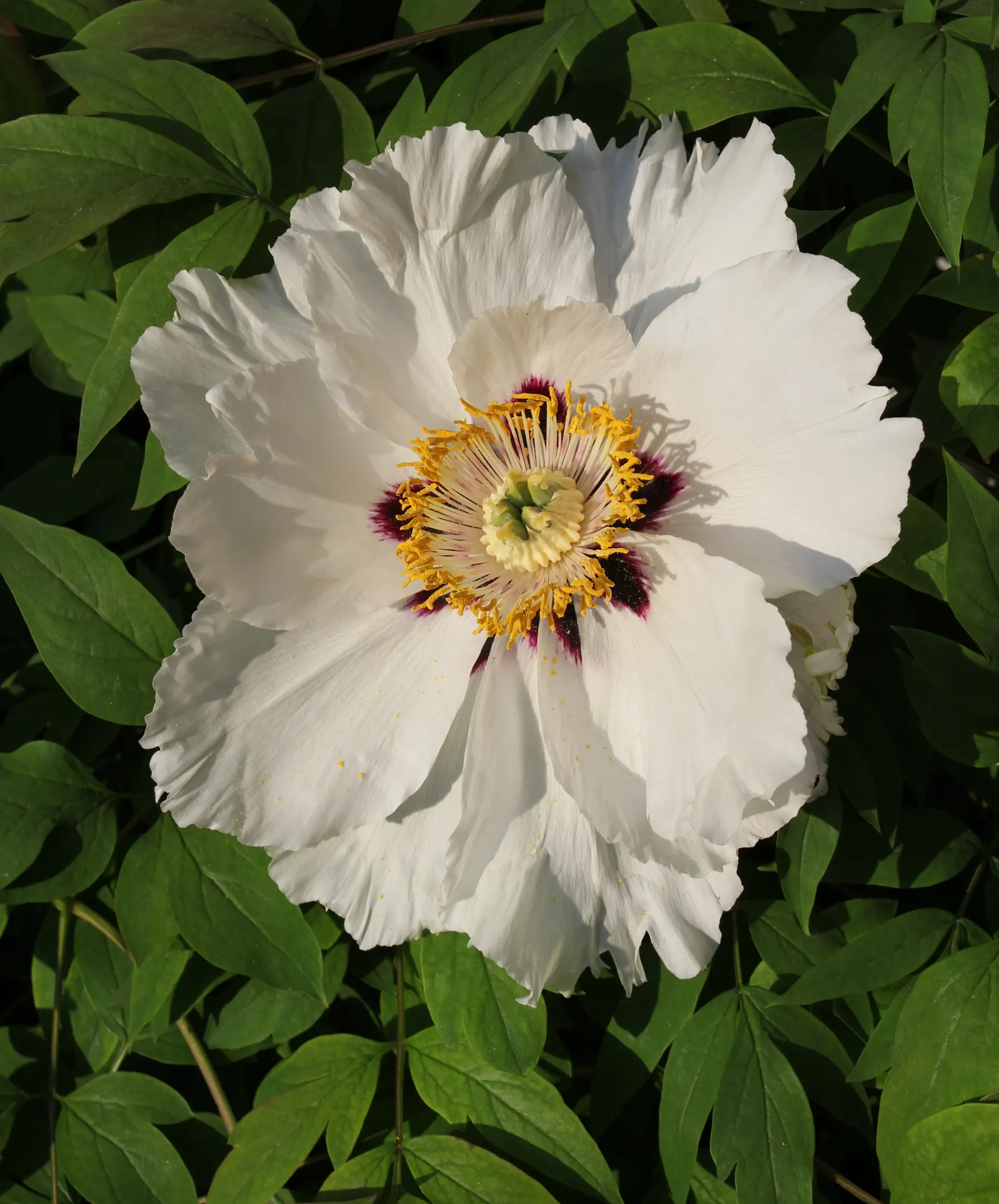 White Peony (Paeonia 'White') — typically in May and June