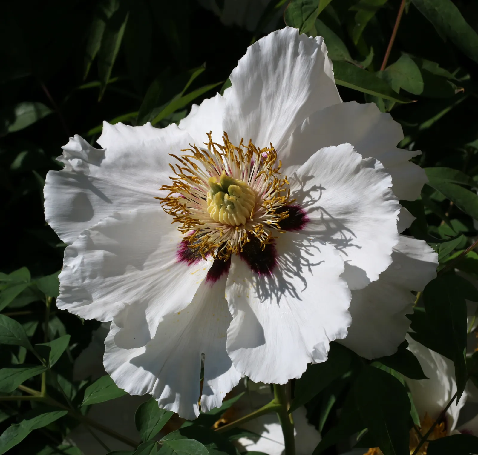 White Peony (Paeonia 'White') — sumptuous blooms that exude an air of pure sophistication