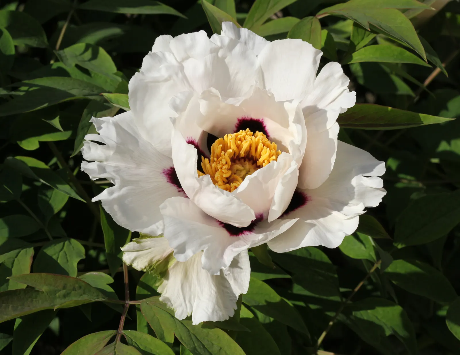 White Peony (Paeonia 'White') — ideal for borders or as a focal point in any garden design; they emit a light, pleasant fragrance that will enhance, image 43