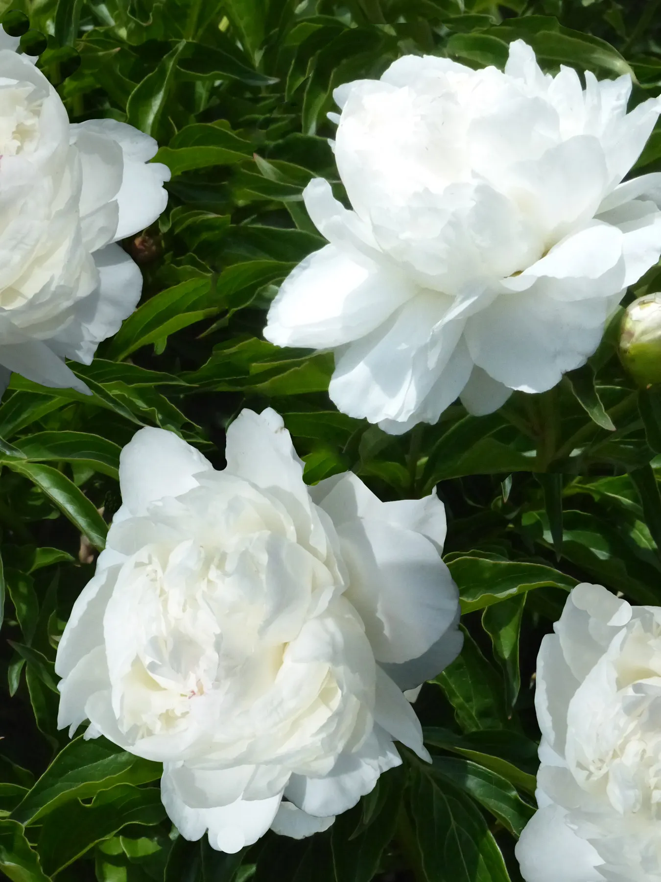 White Peony (Paeonia 'White') — the White Peony will return year after year to grace your landscape with its timeless charm; plant the White Peony, image 73