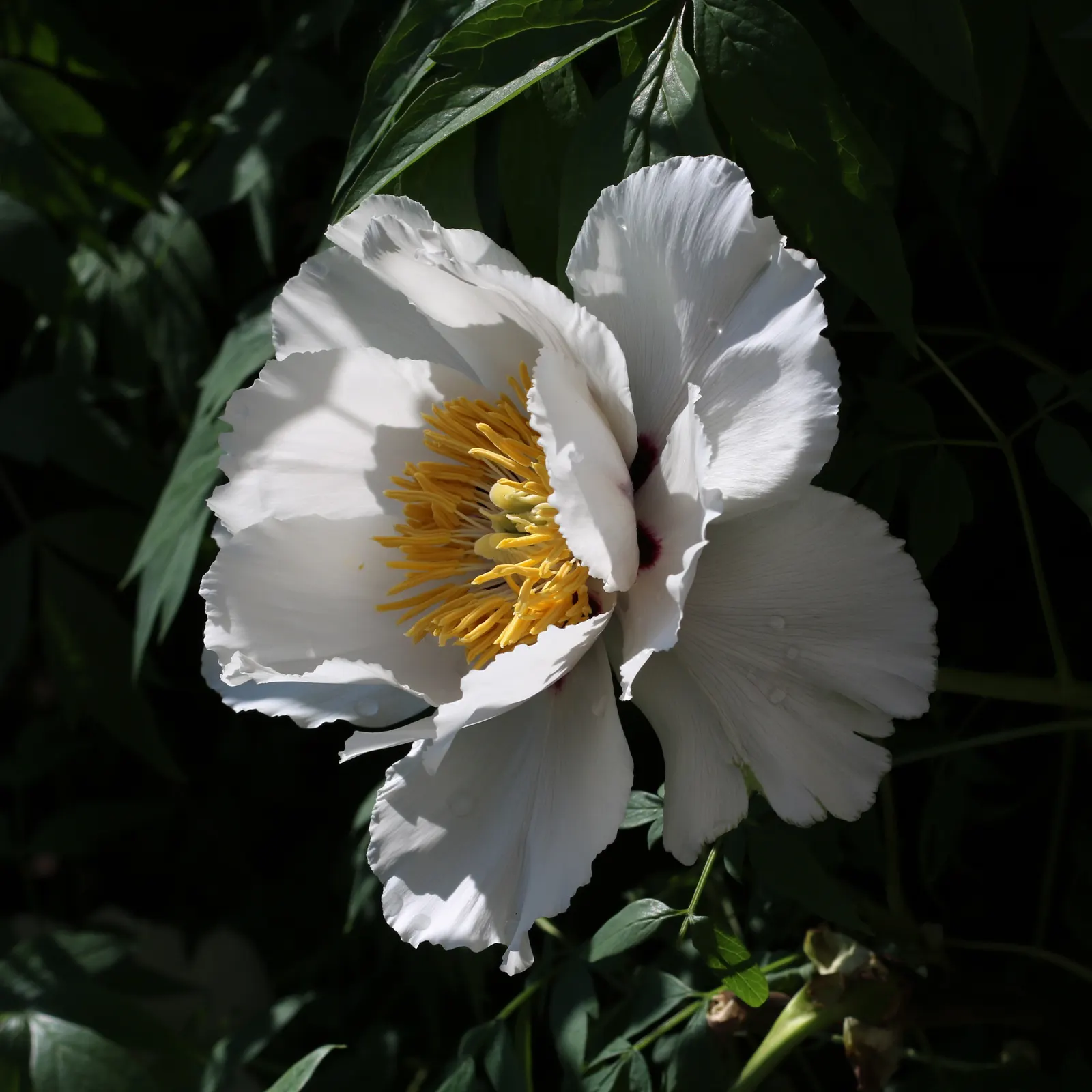 White Peony (Paeonia 'White') — ideal for borders or as a focal point in any garden design; they emit a light, pleasant fragrance that will enhance the sensory